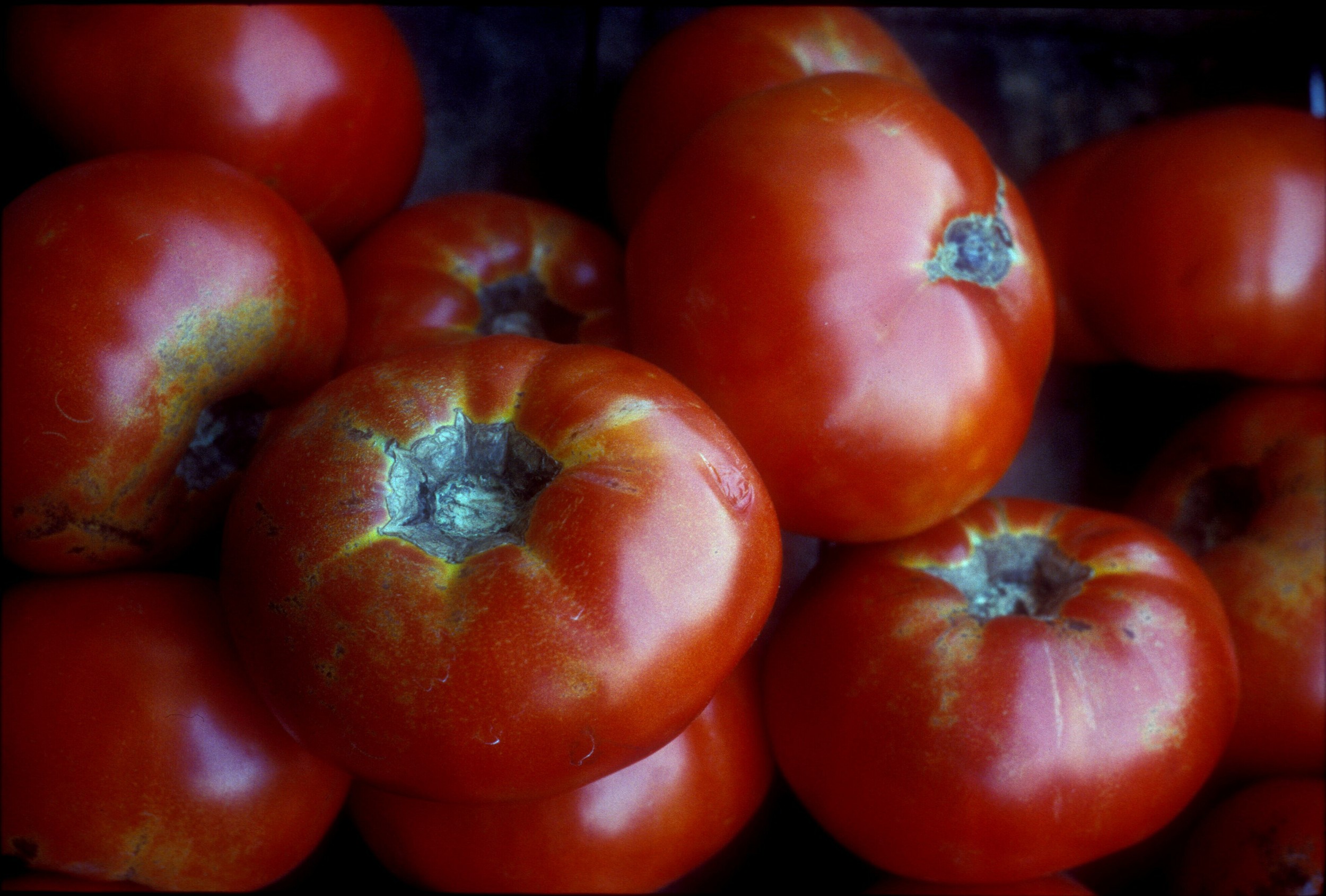 Tomatoes-02.jpg