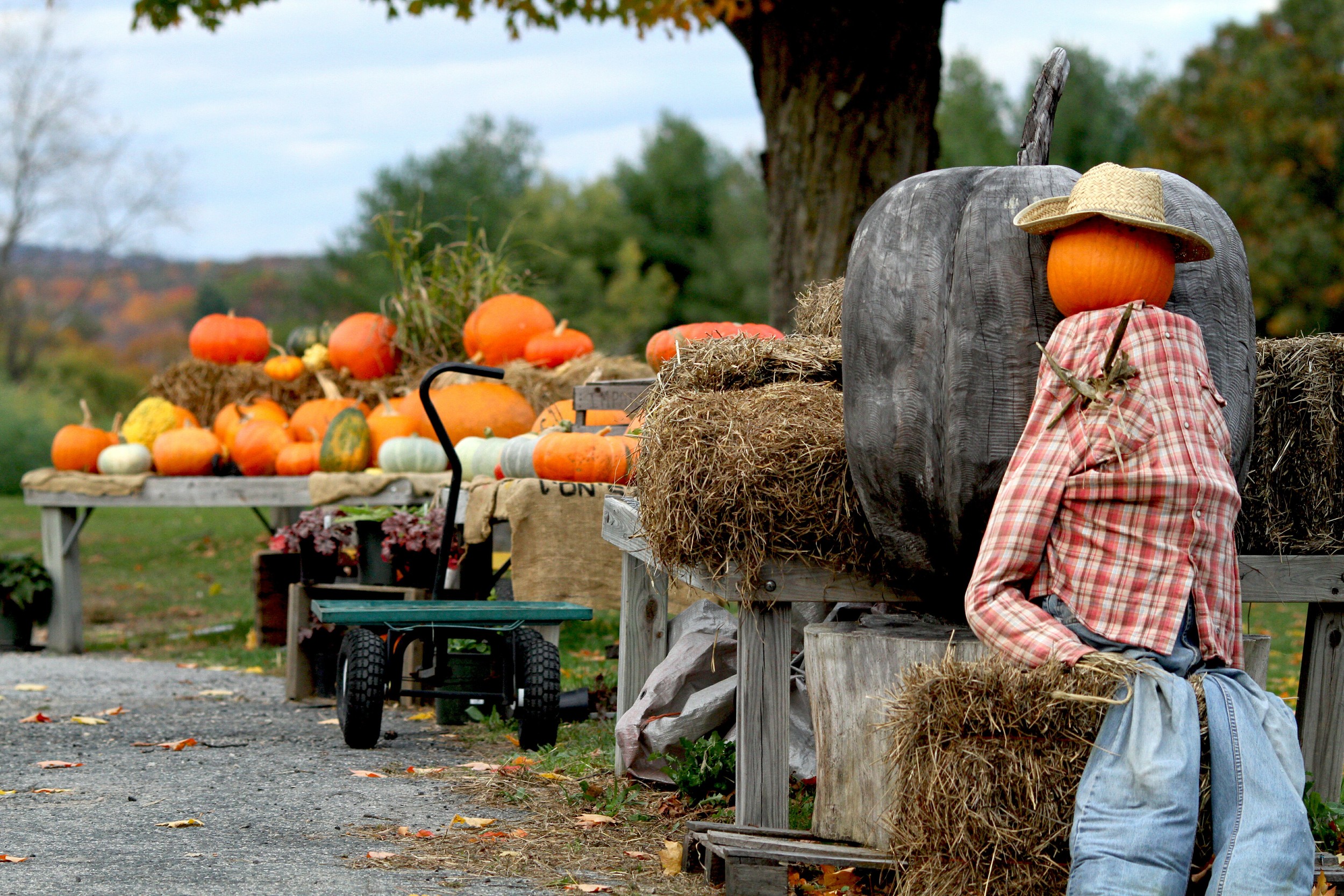 Houlden Farms Pumpkins.jpg