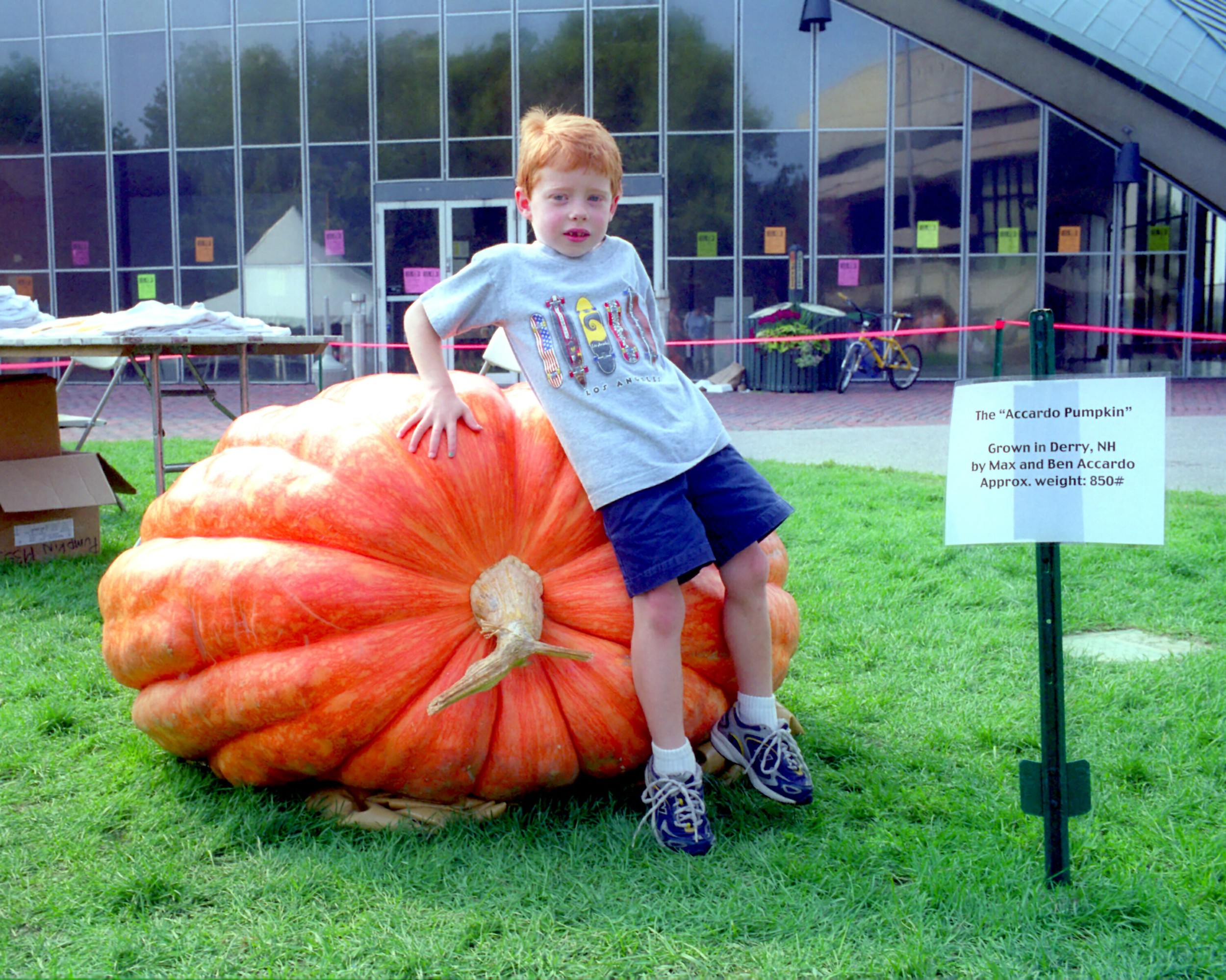 Accardo Pumpkin and boy.jpg