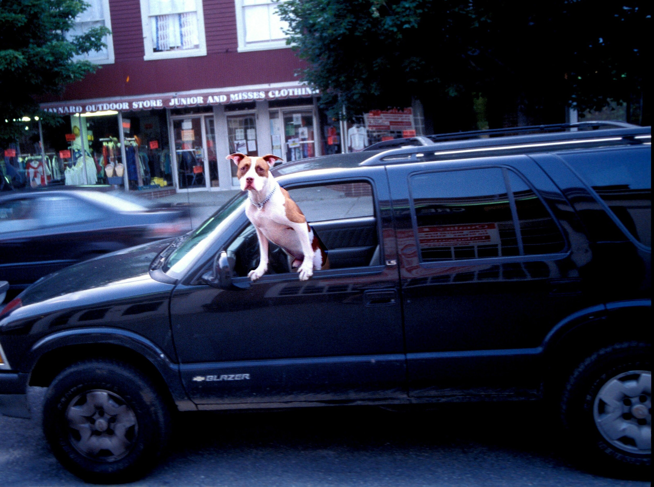 a doggy car2.jpg