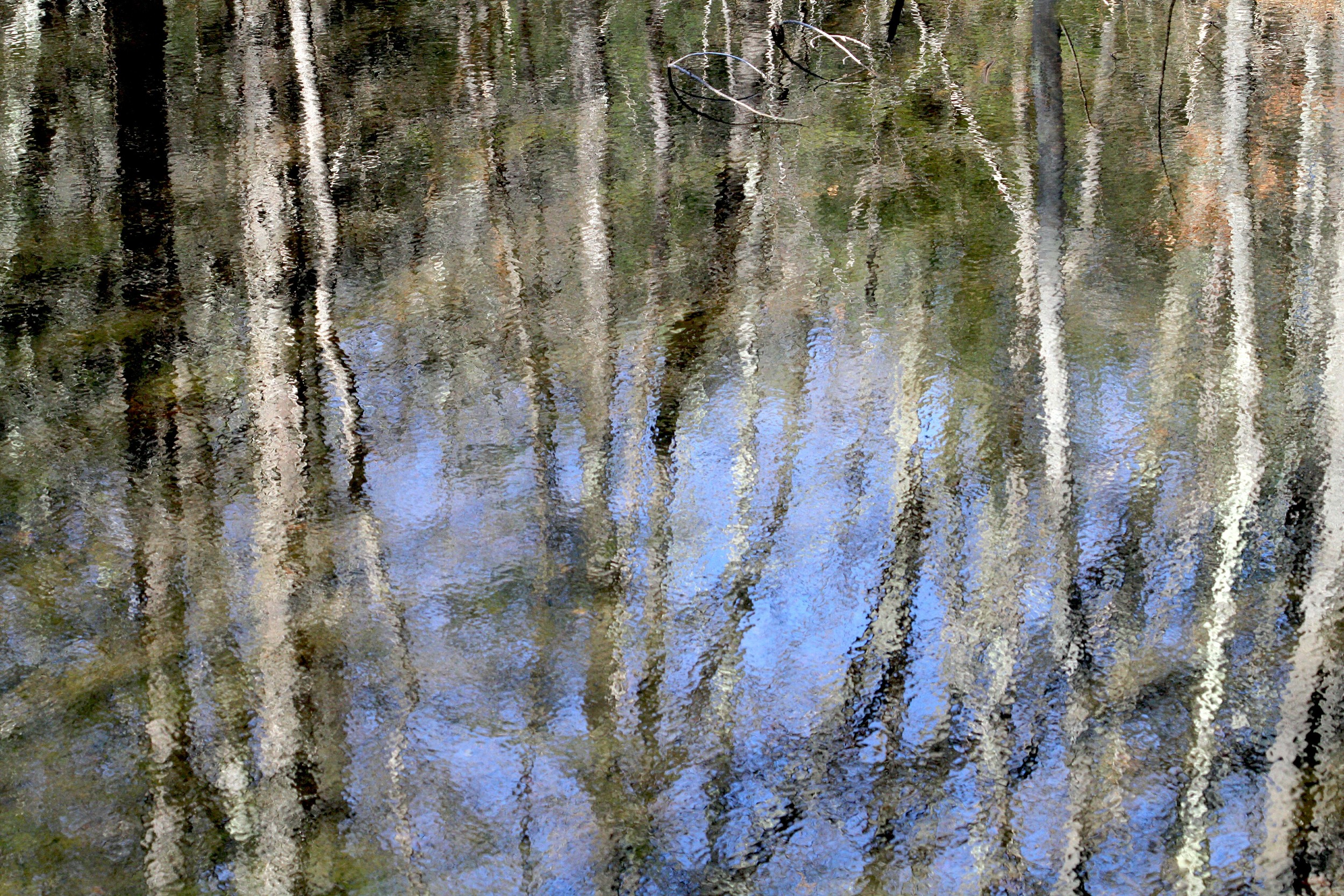 reflection of rail trail trees.jpg