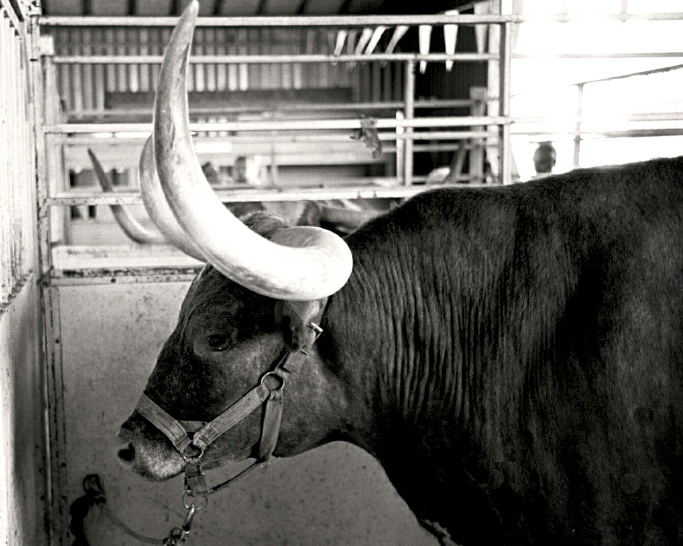 Topsfield Fair bull.jpg