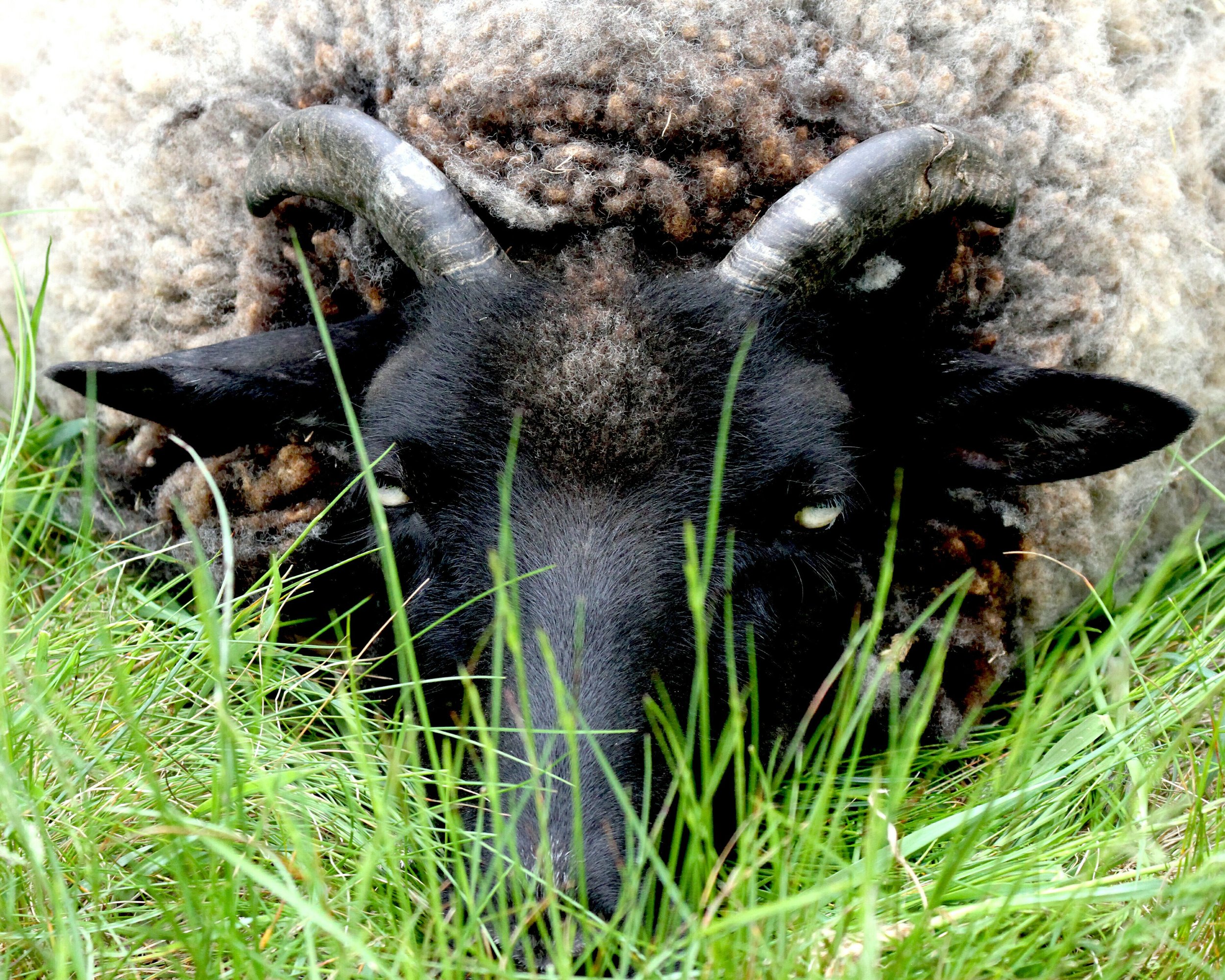 grassy goat.jpg