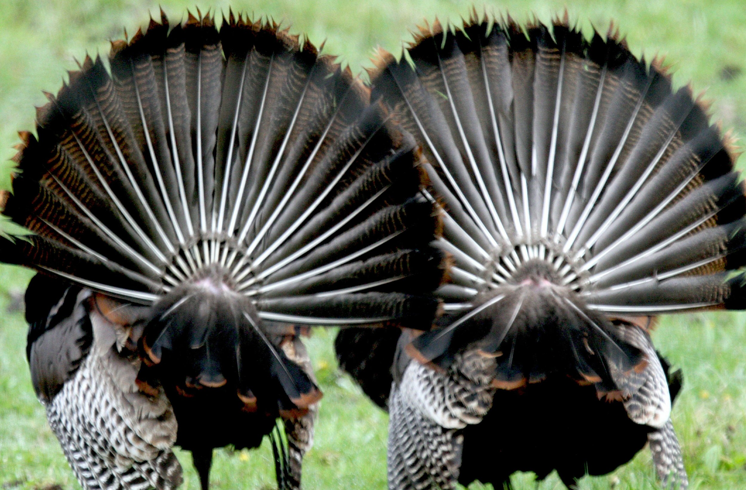 turkey tails.jpg
