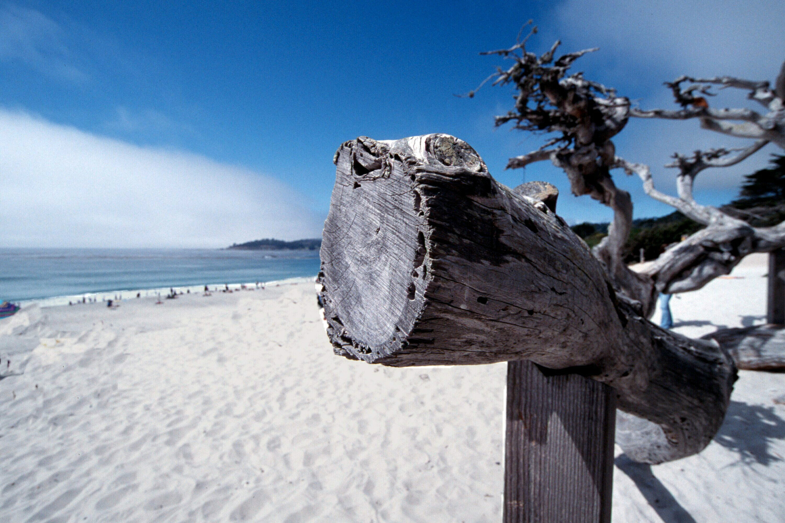 Carmel wood on the beach-closeup.jpg