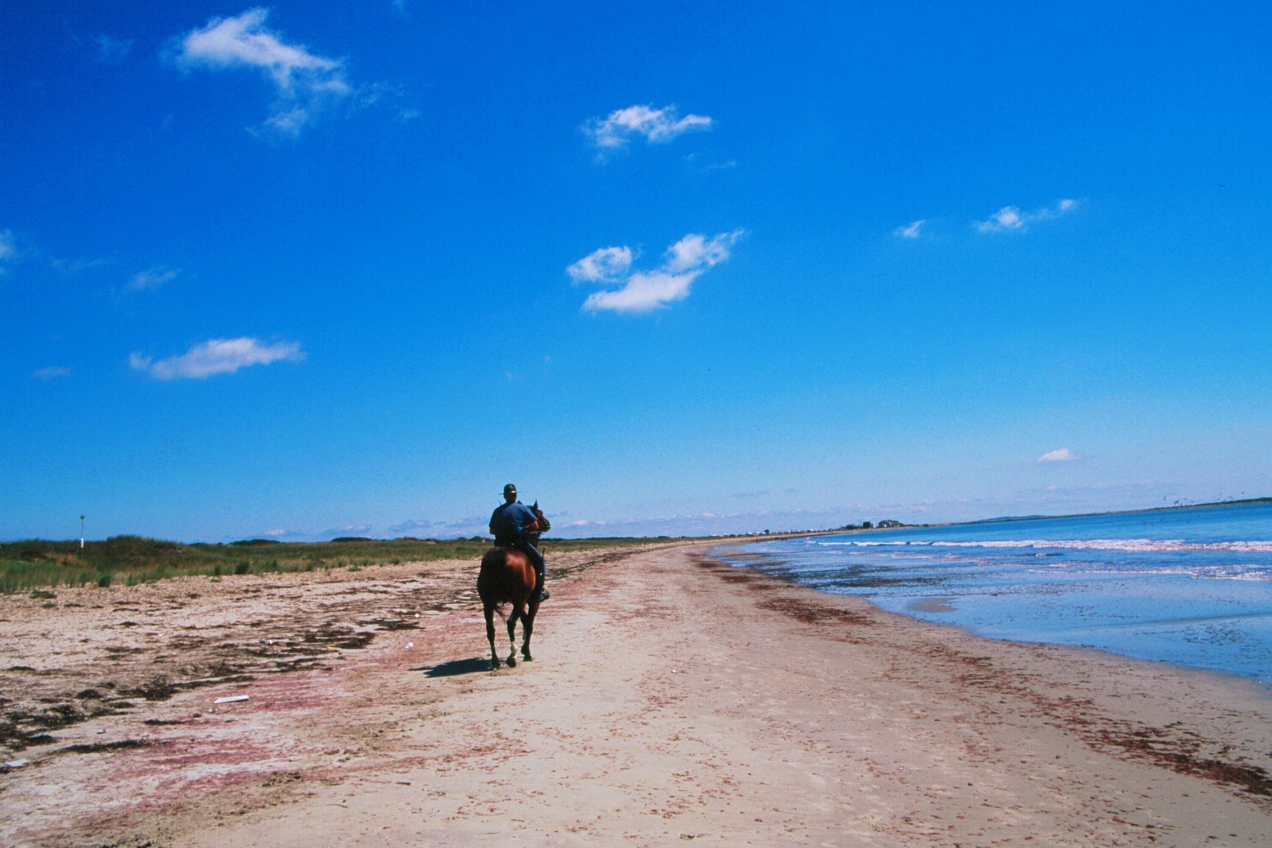 horsecop on beach4.jpg