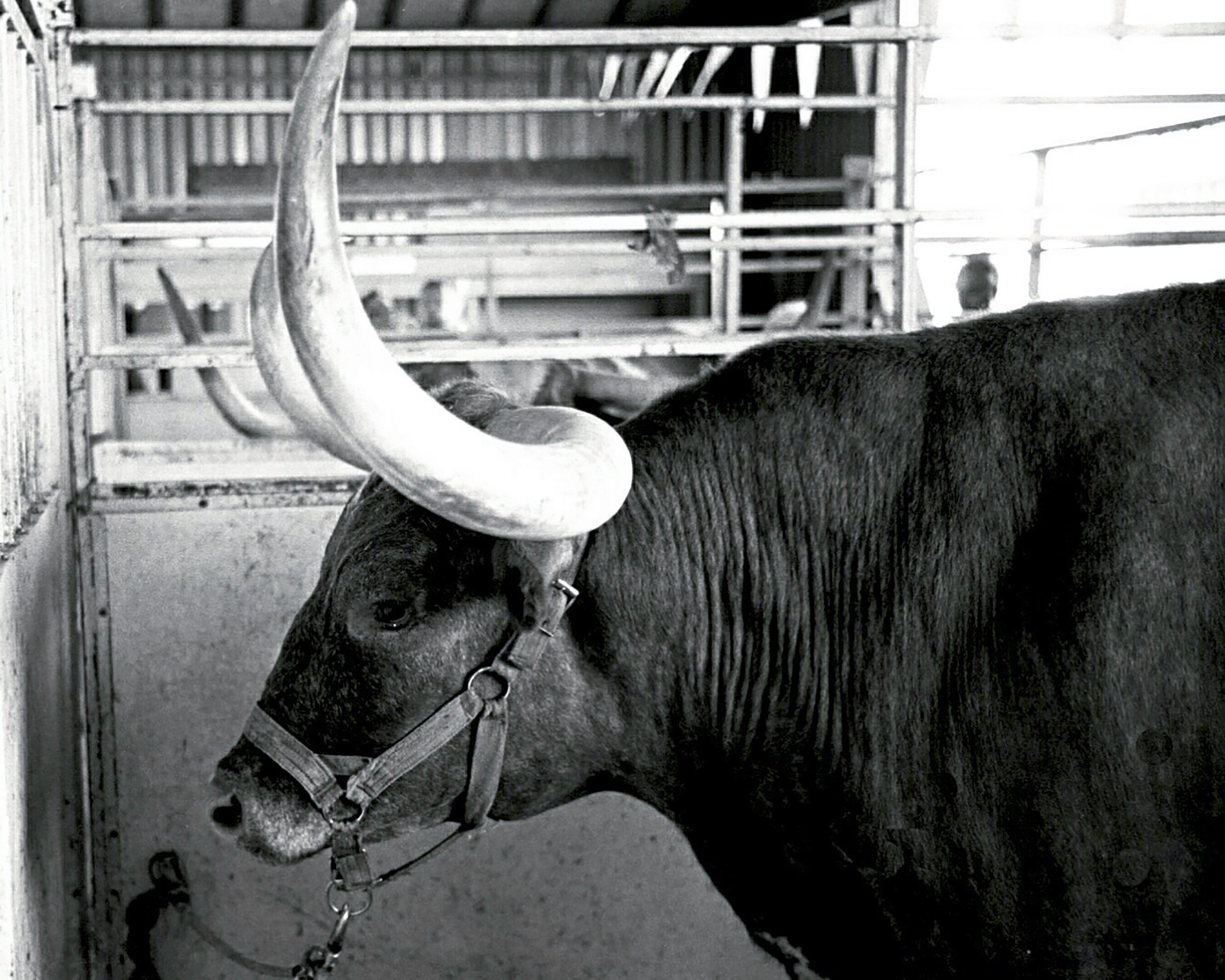 Topsfield Fair bull.jpg