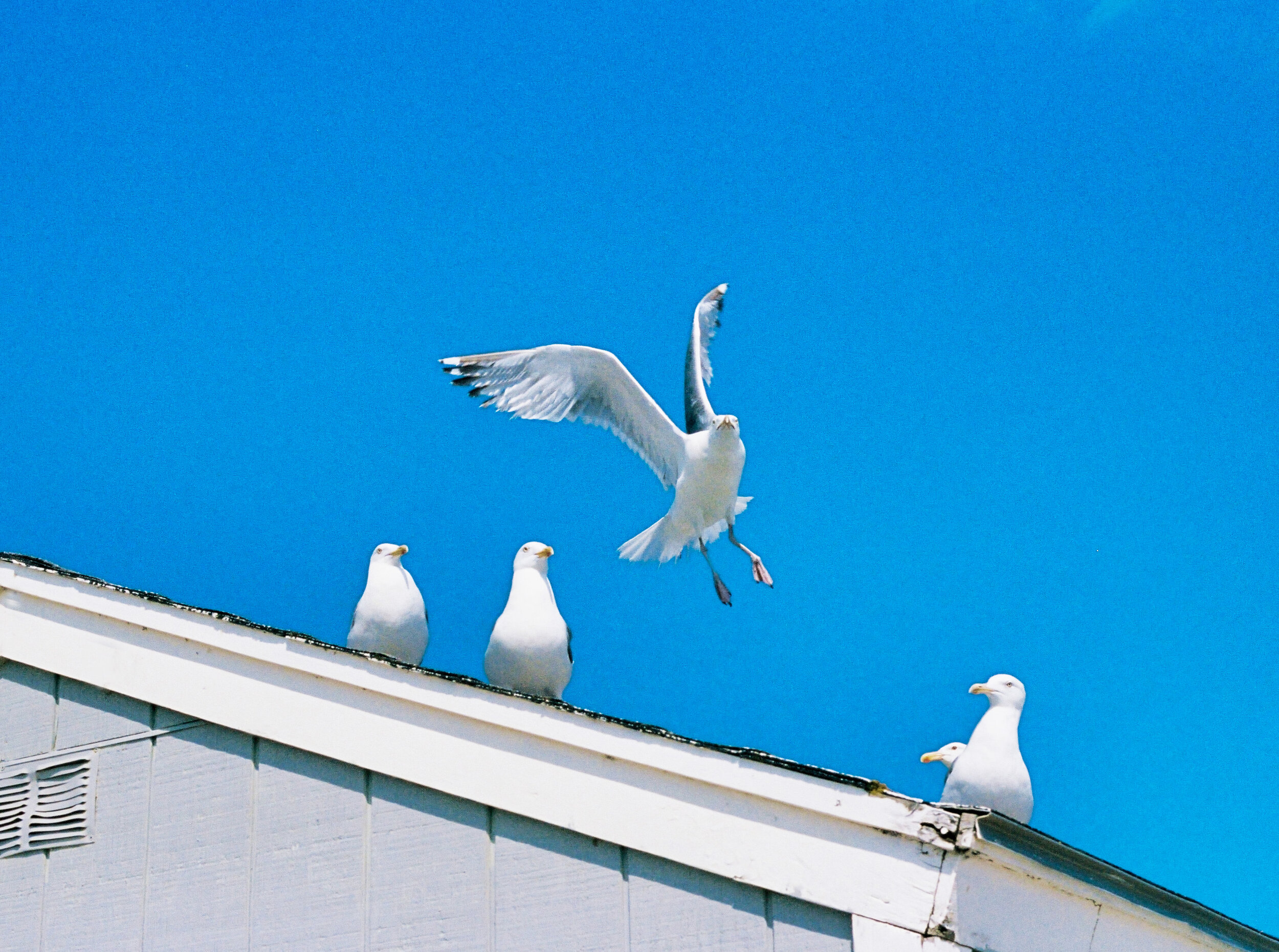 Gull Landing.jpg