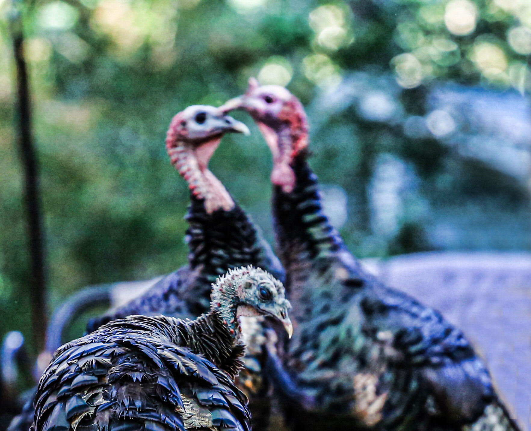 Truro Turkey Trio.jpg