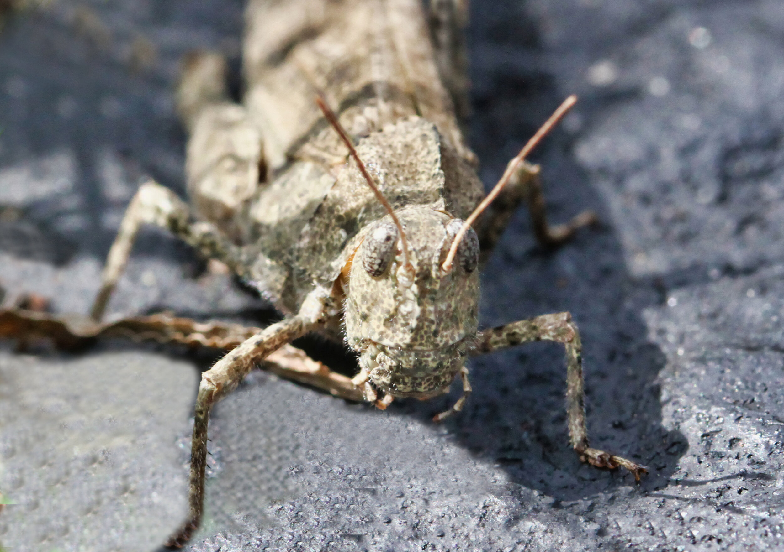 grasshopper-2.jpg