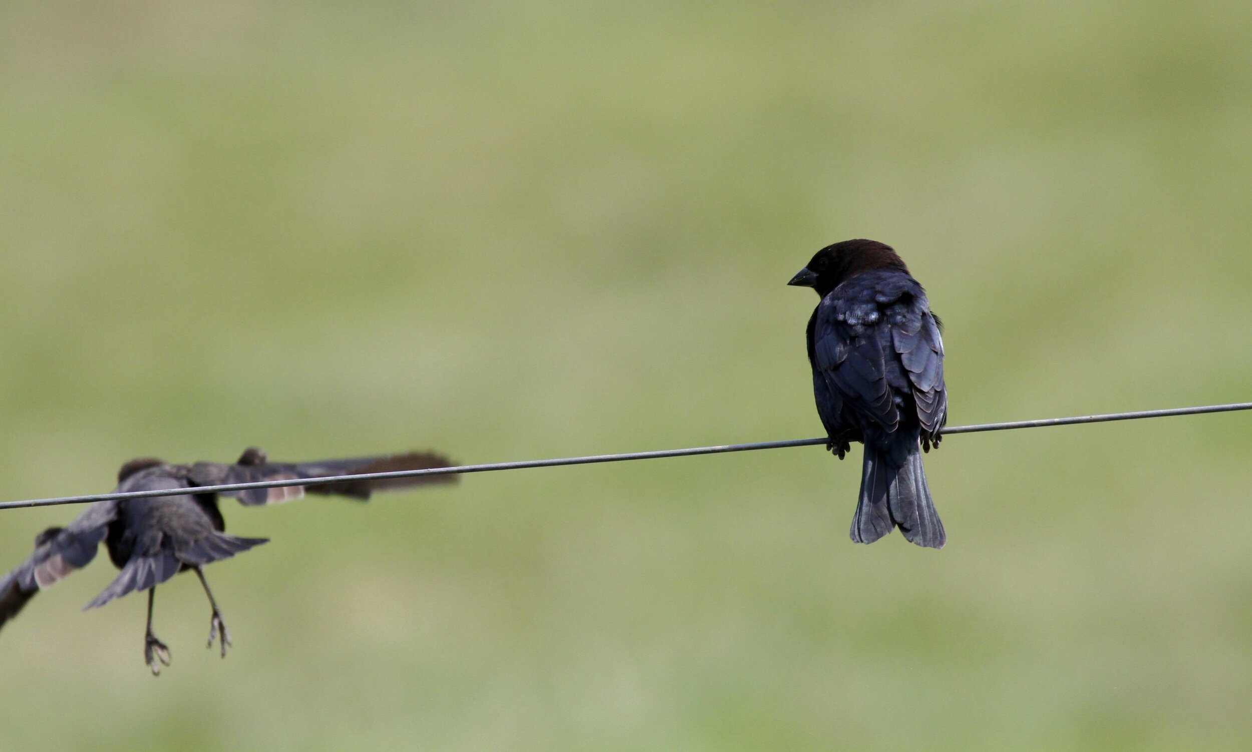 bird on a wire.jpg