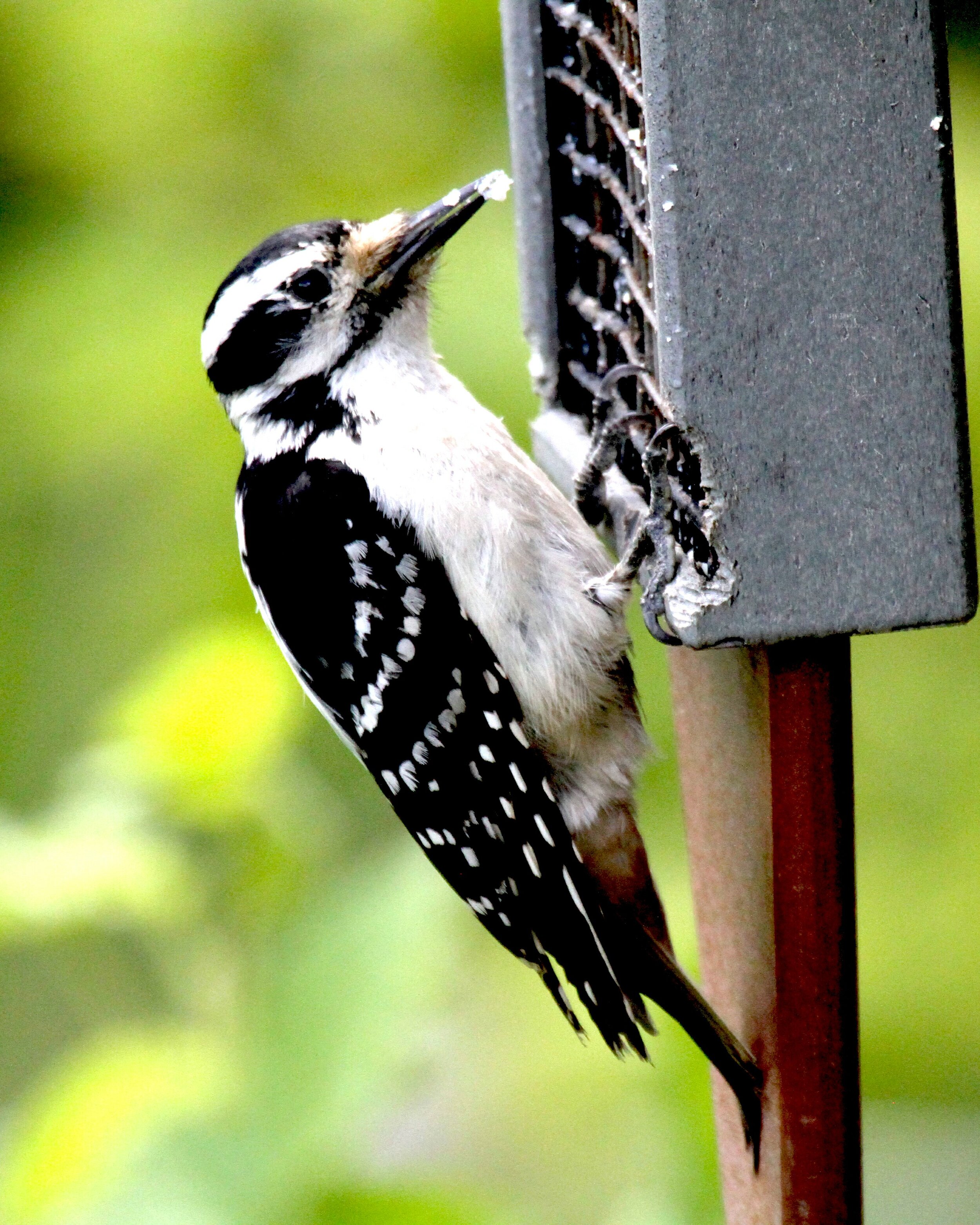 downy woodpecker.jpg