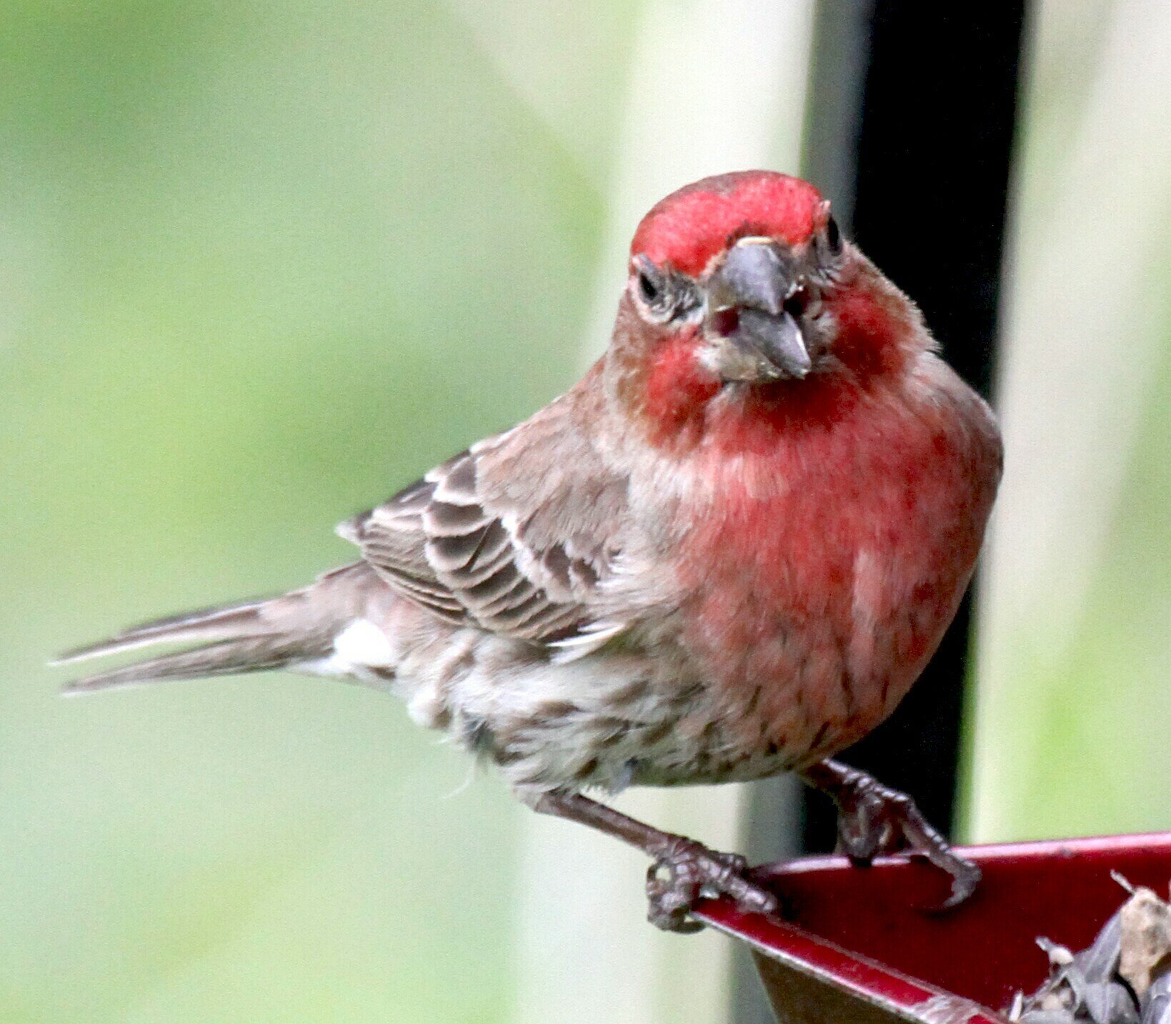 pine grosbeak3.jpg