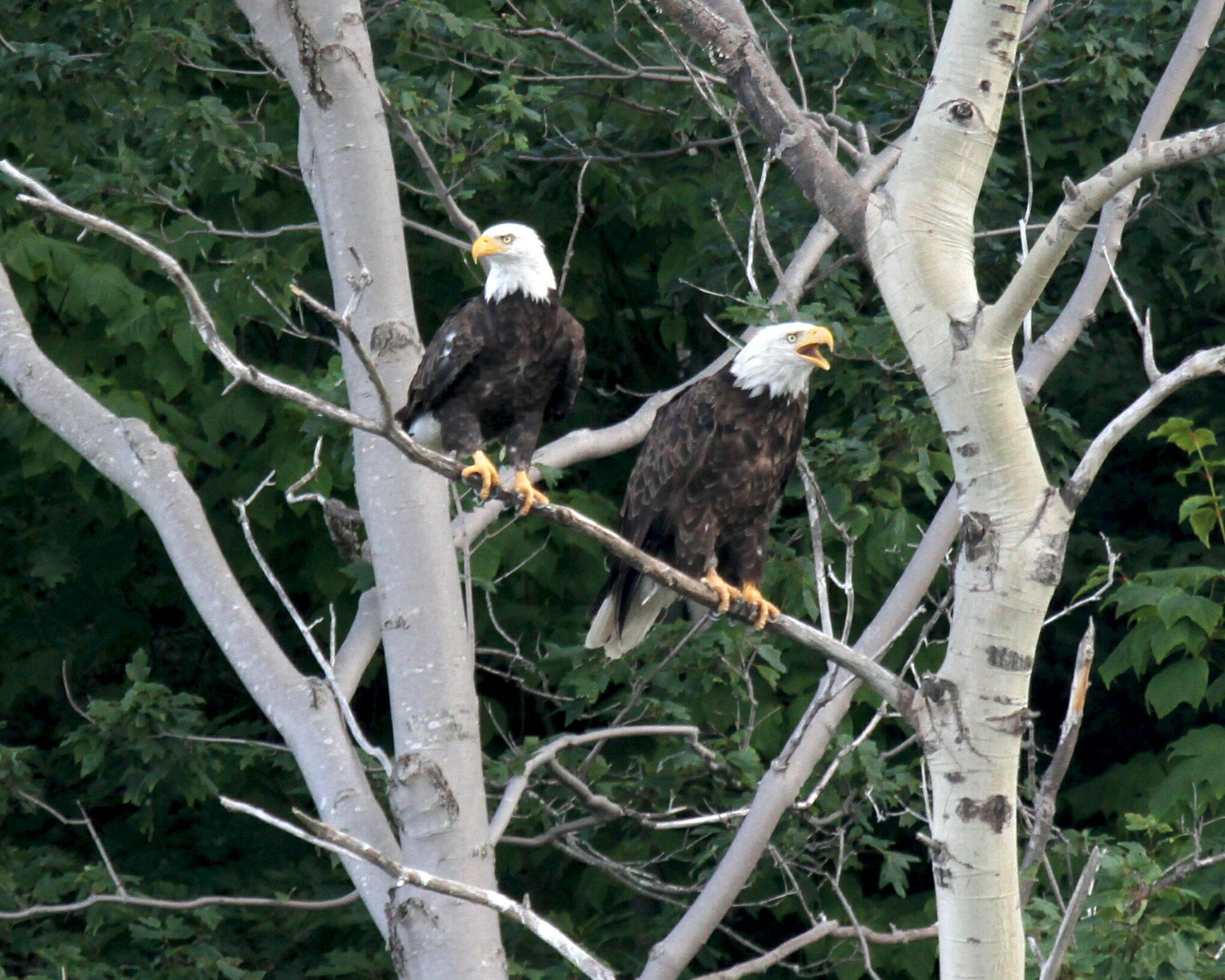 Acadia Bald Eagles2.jpg