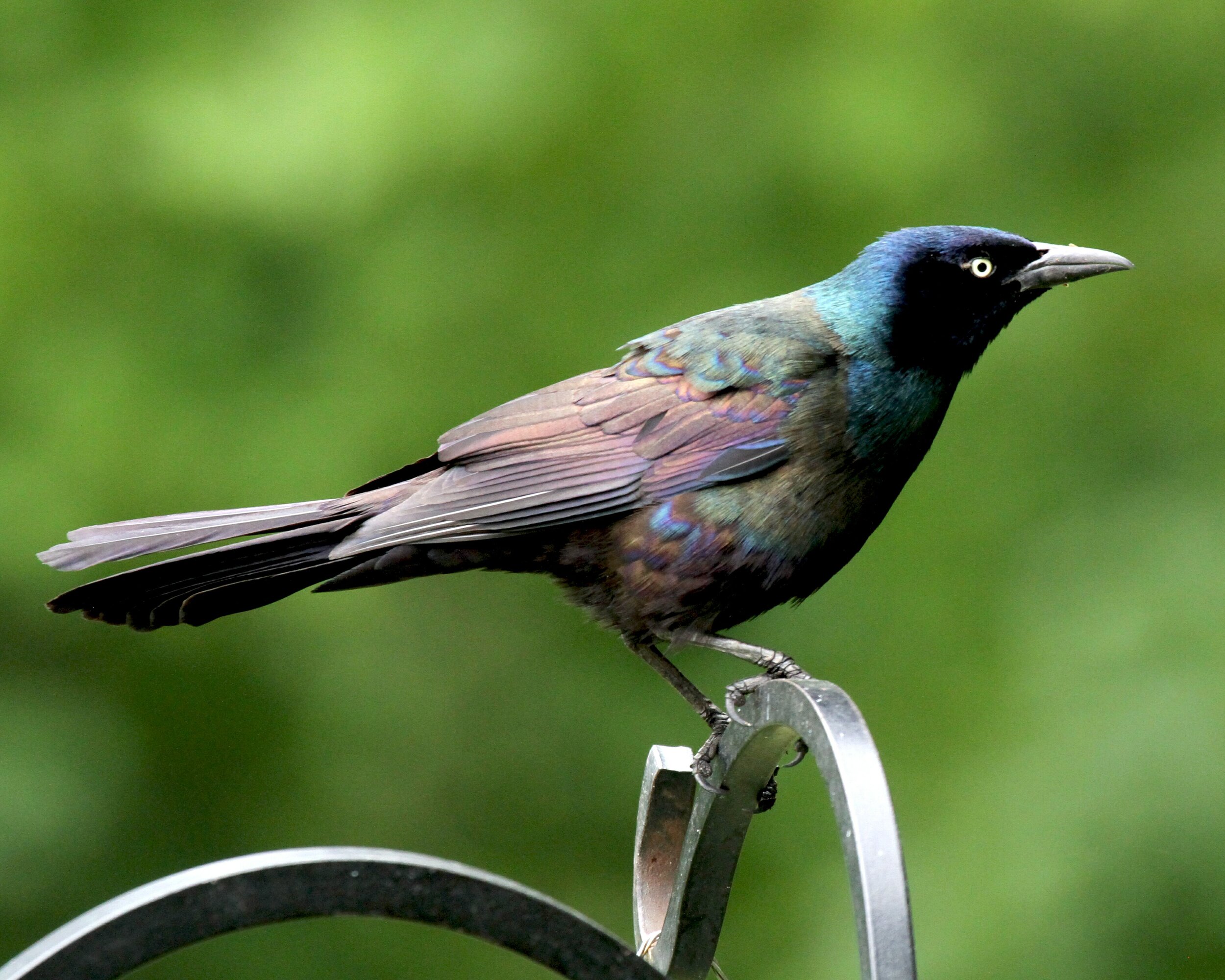 common grackle3.jpg