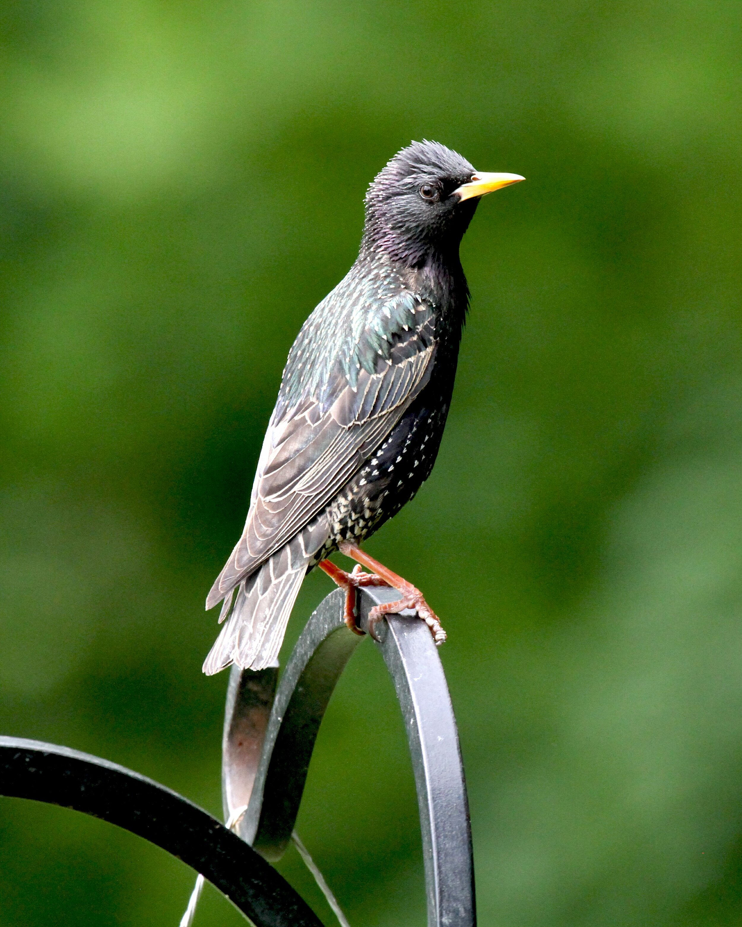 European starling2.jpg