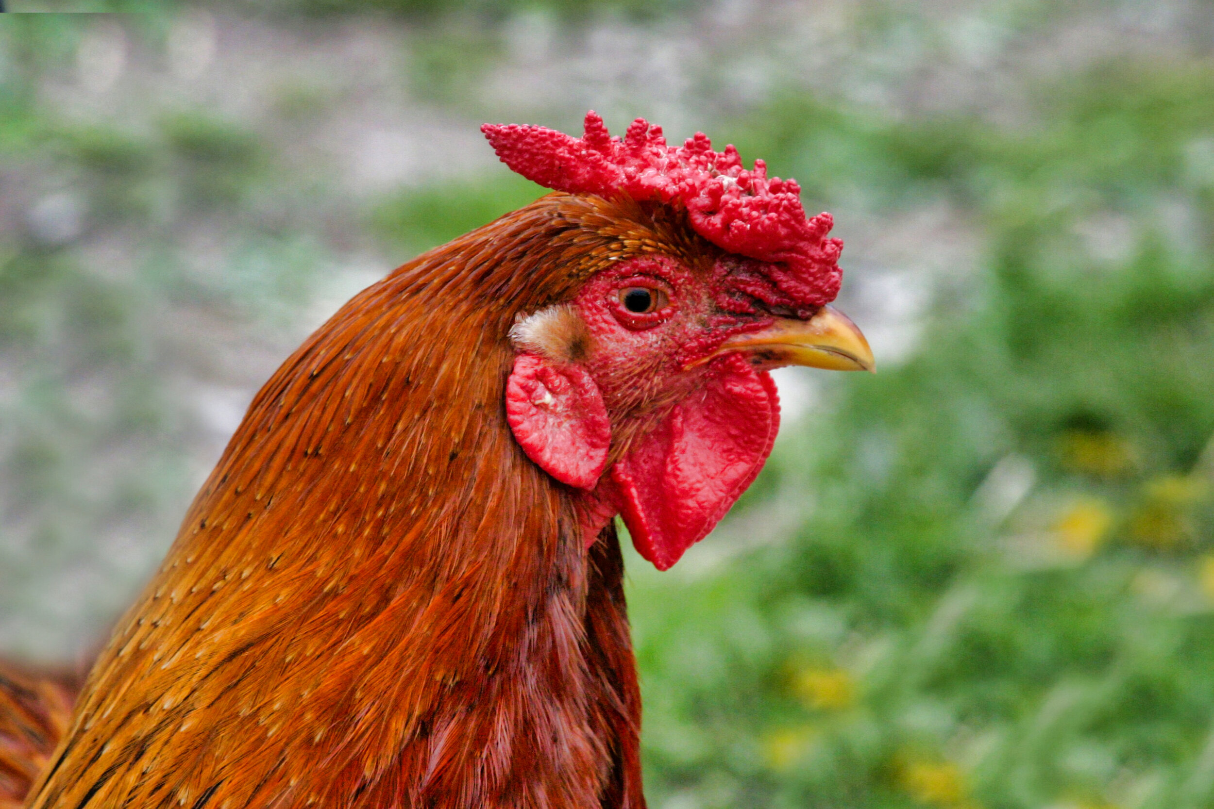 drumlin rooster-edit.jpg