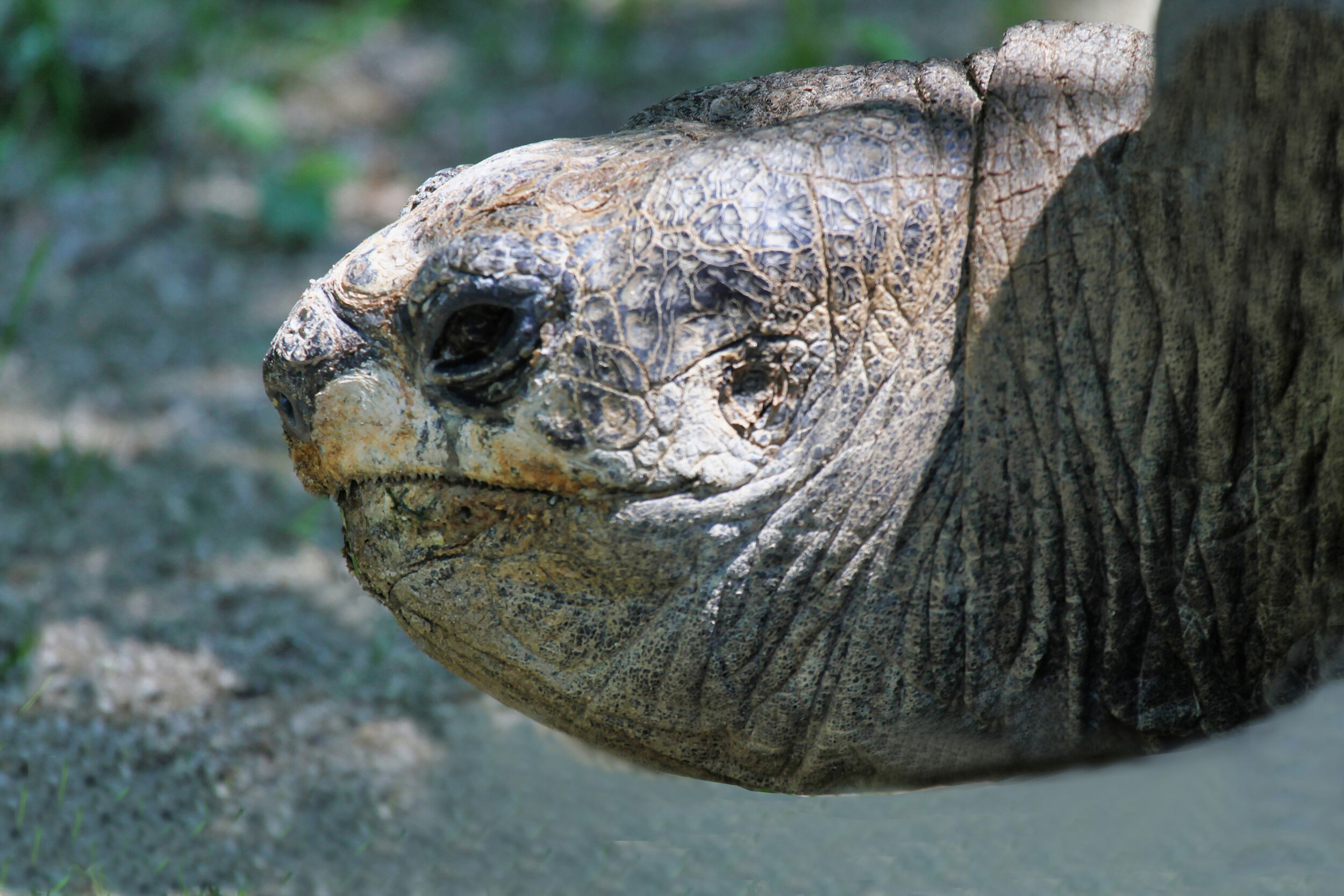 Big Tortoise head-Southwick.jpg