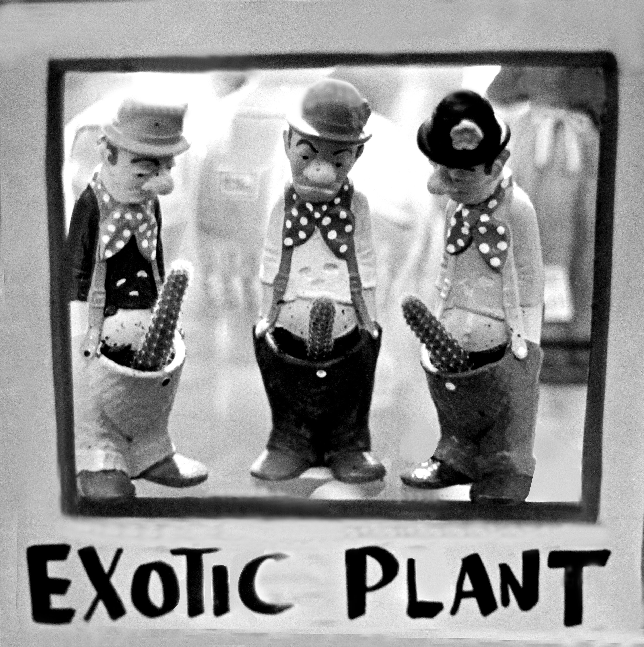 Exotic Plant-cactus dicks.jpg