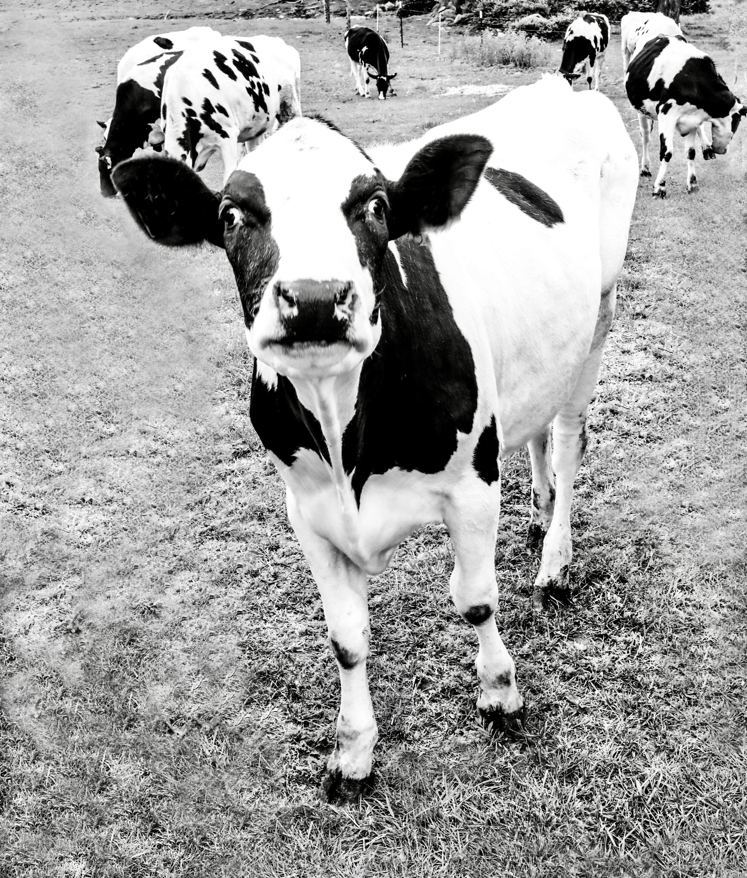 Tufts cow portrait.jpg