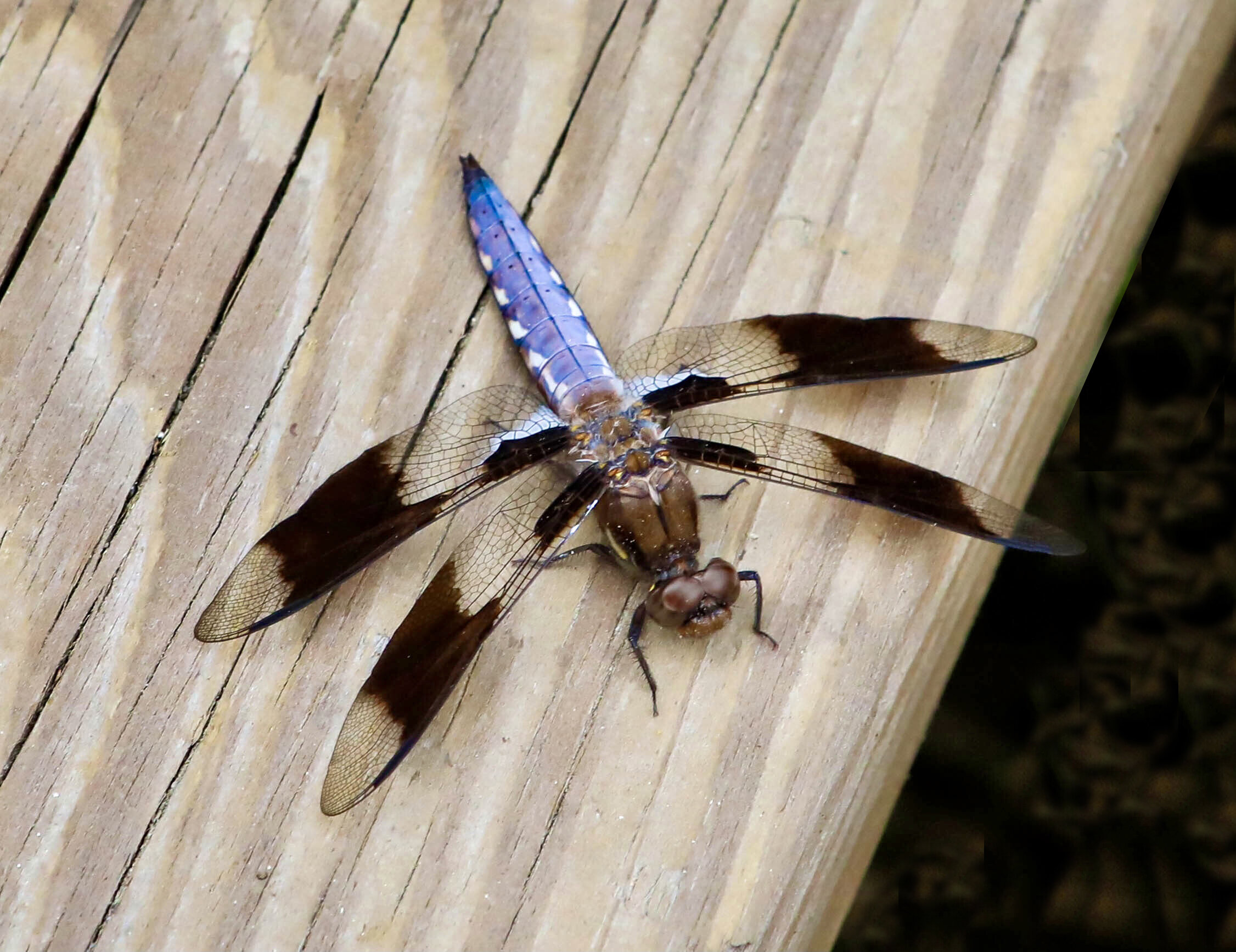 Acton Aboretum dragonfly-2.jpg
