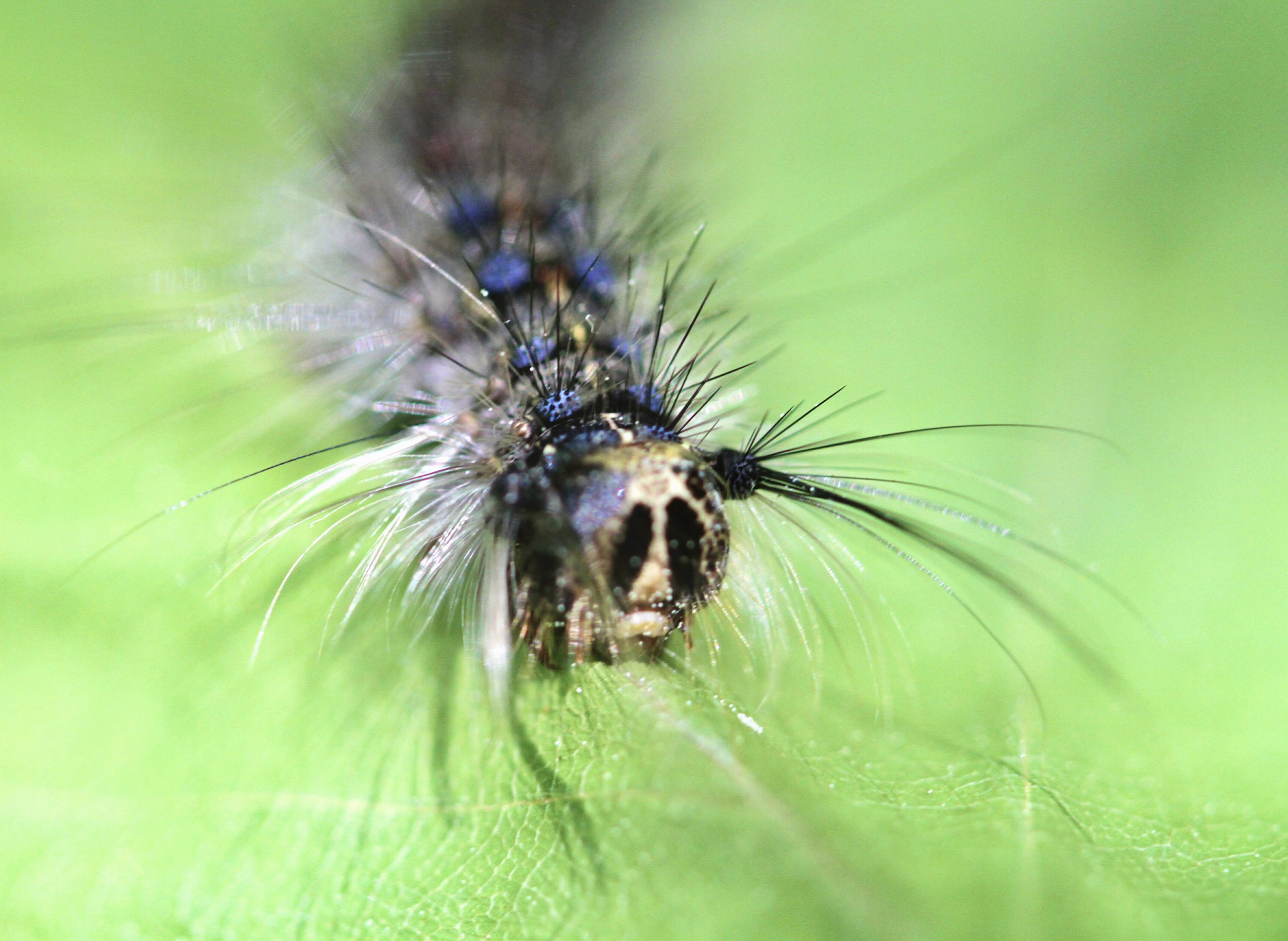 rail trail catepillar.jpg