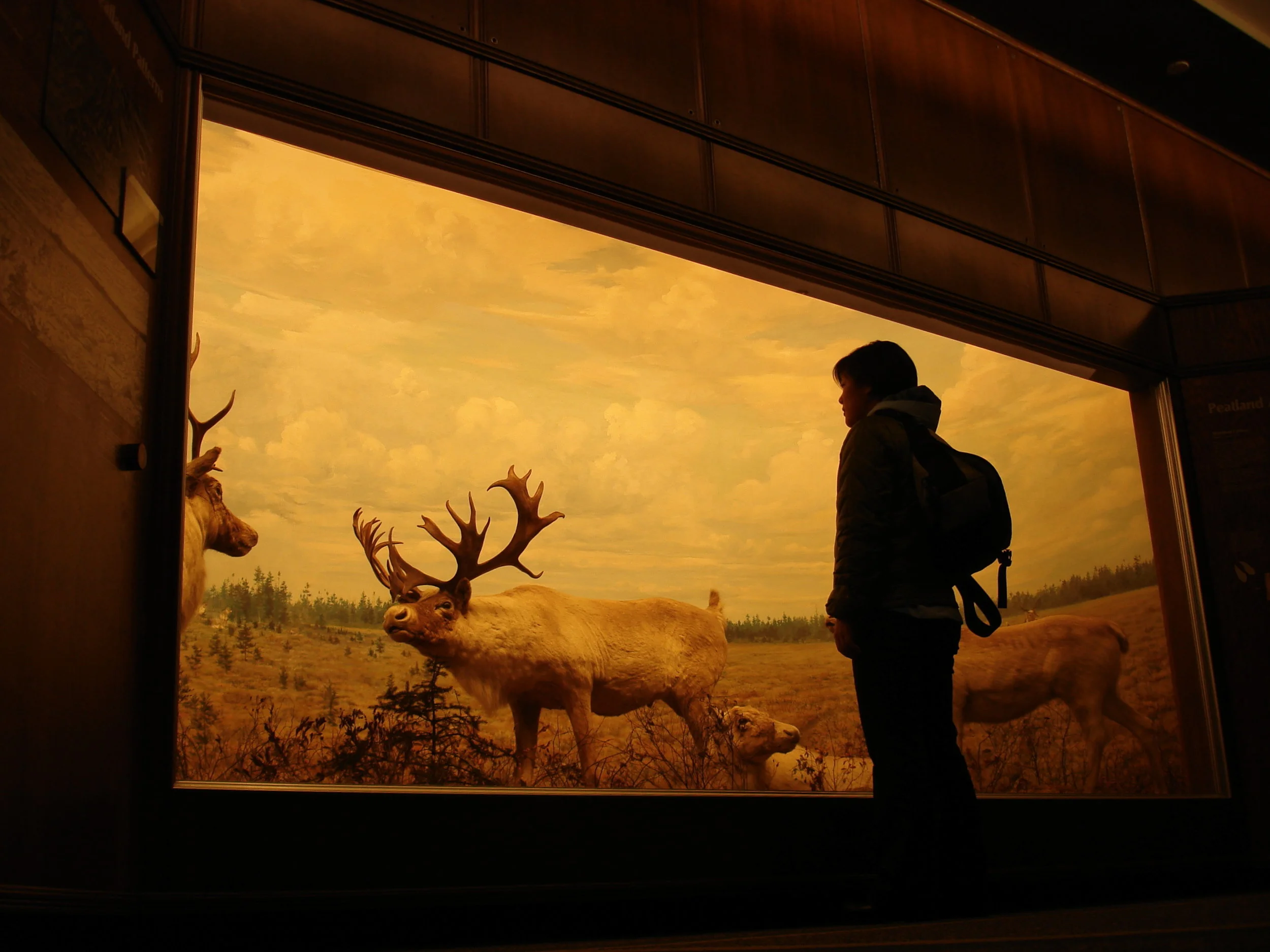 Bell_Museum_of_Natural_History_diorama.jpg