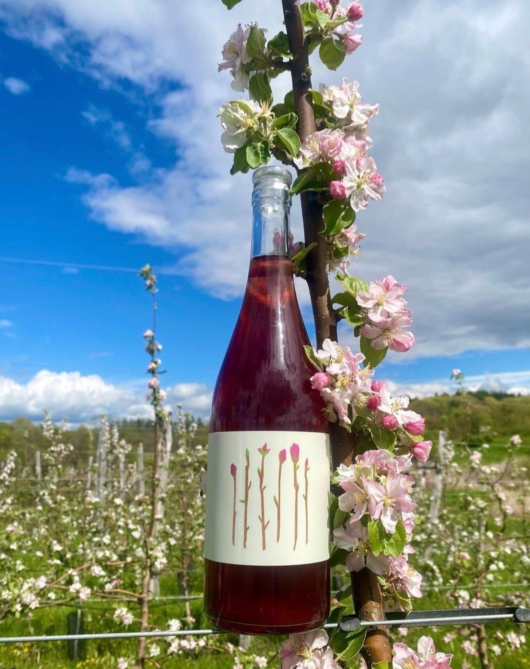 happy earth day 🌸 &quot;when the bud breaks&quot; wine label for @rosehillferments - swipe for the artwork for two previous vintages