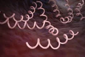 These cute little spirals are syphilis and they are not your friend