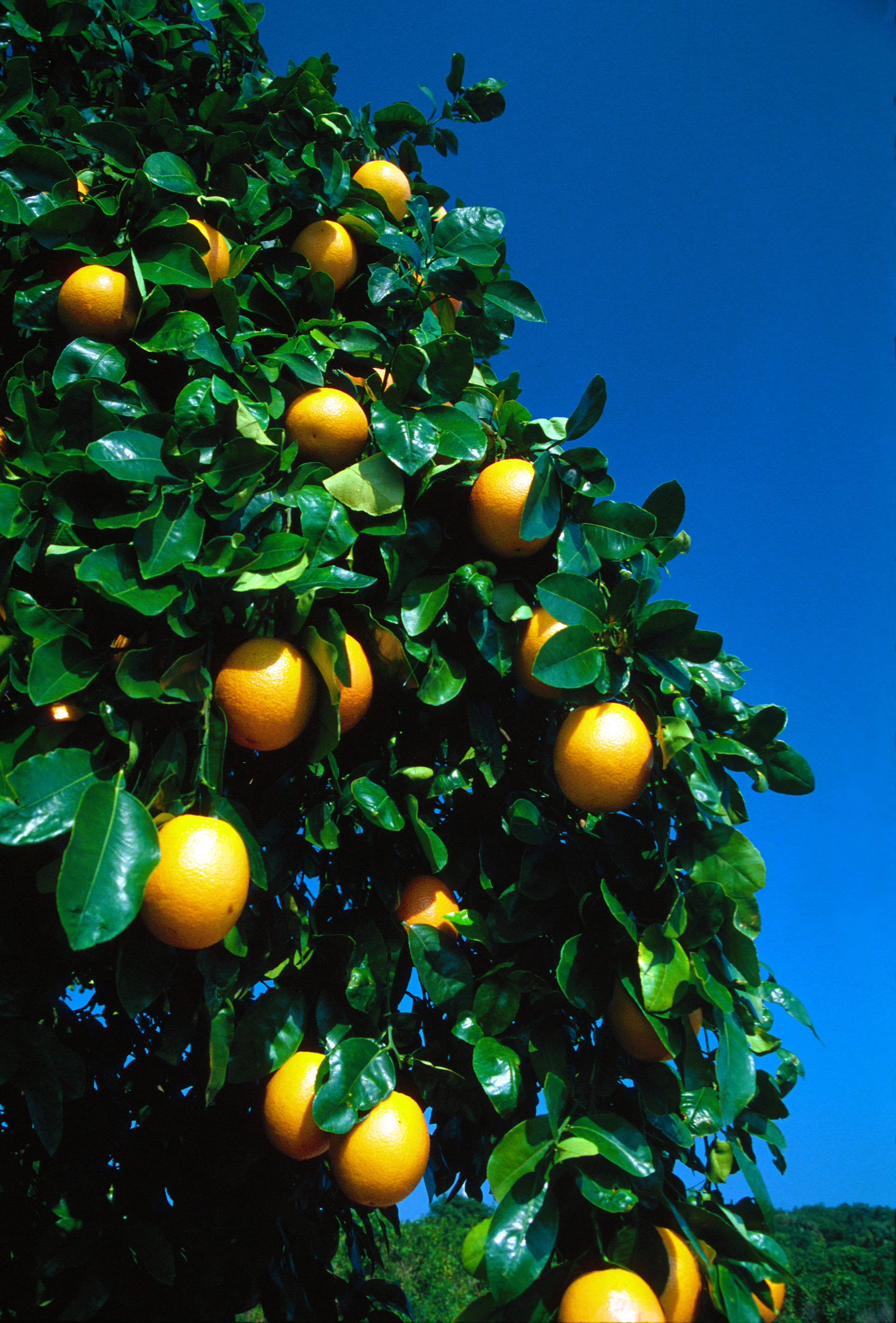 Becker Orange Groves