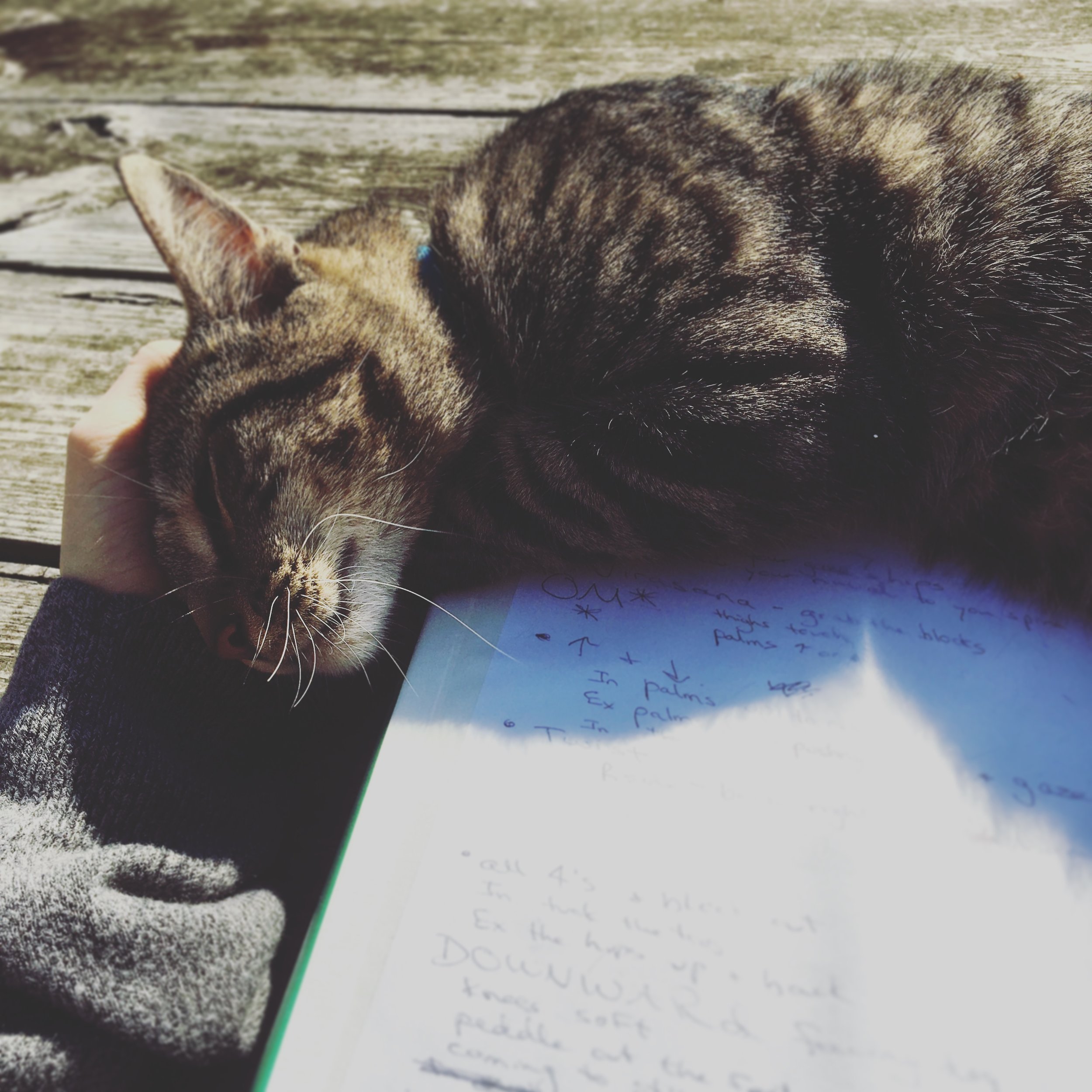 Manny the cat who befriended my friend Mary on Sunday
