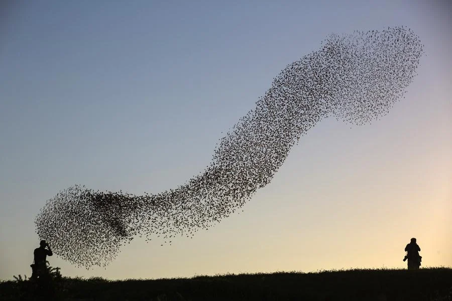 42 starlings.jpg