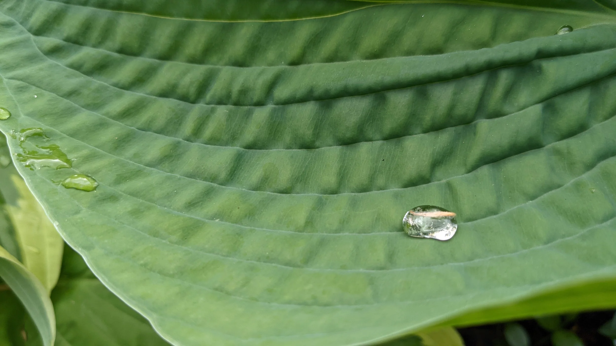 20210510 - leaf with water.jpeg