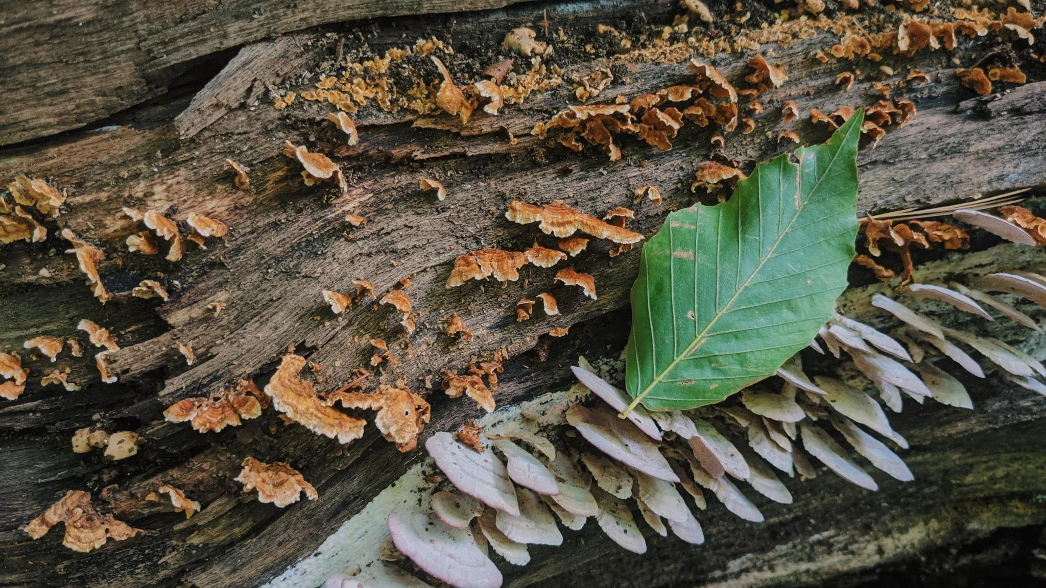 fall - leaf among the turkeys.jpeg