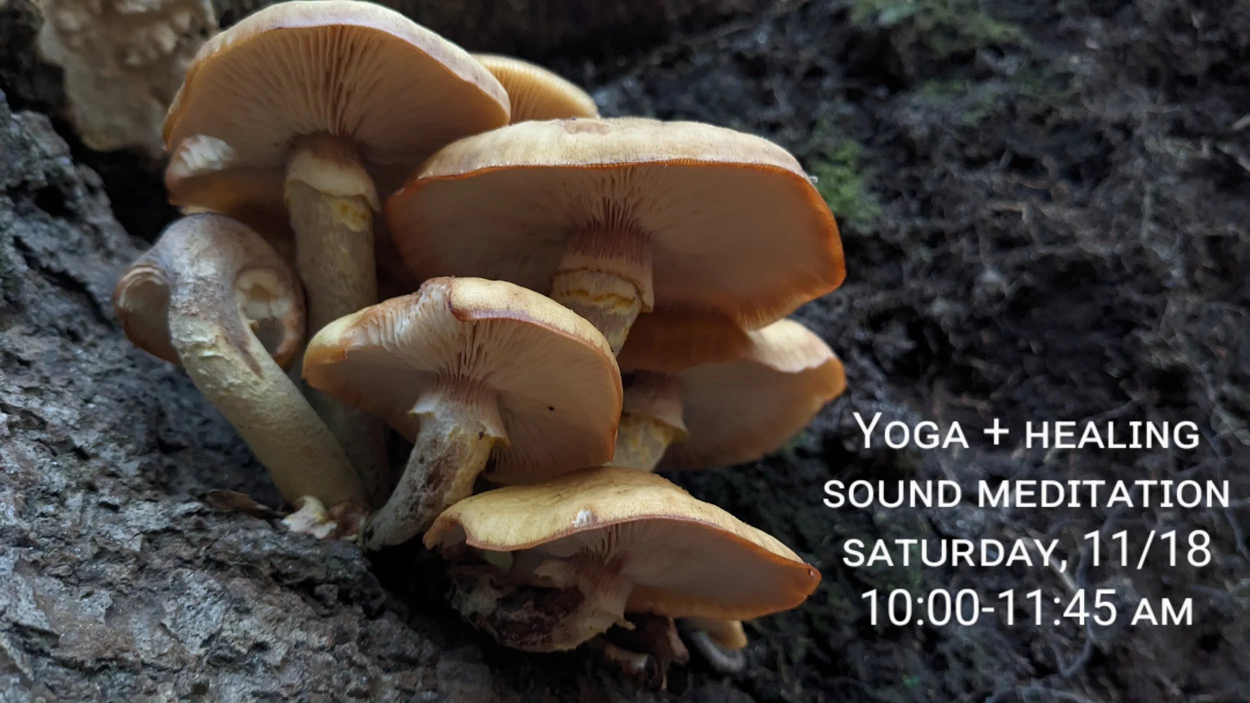 Yoga + Healing Sound Meditation