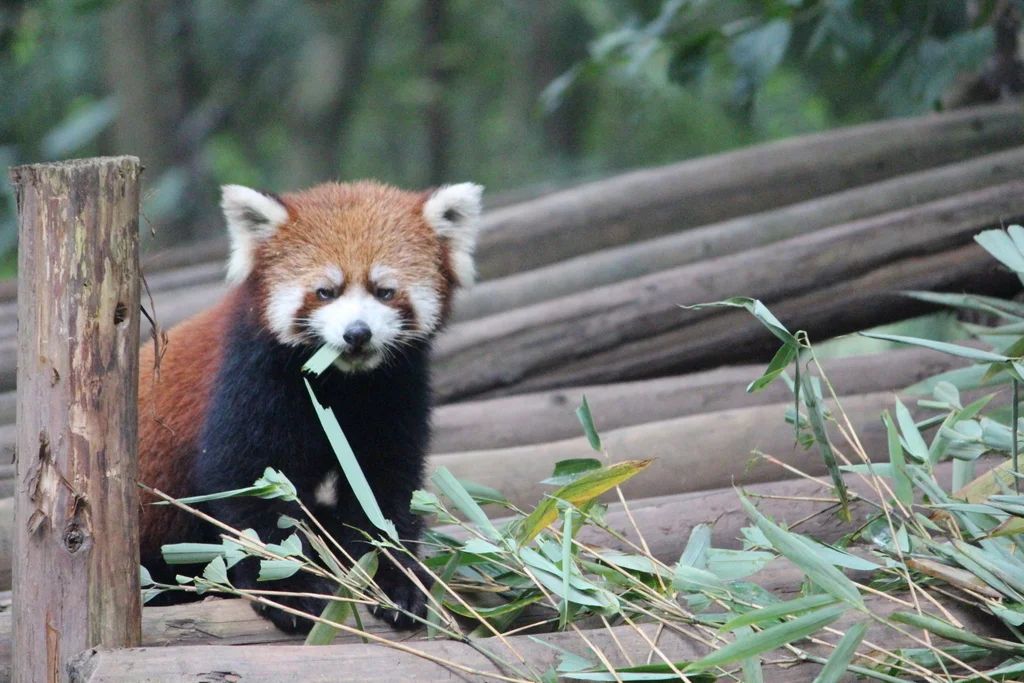 The panda center also had red pandas.....which aren't actually pandas but are pretty cute anyway