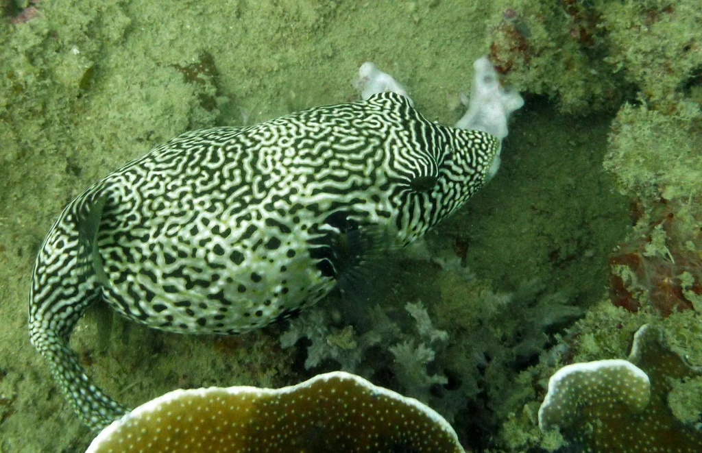 Box fish