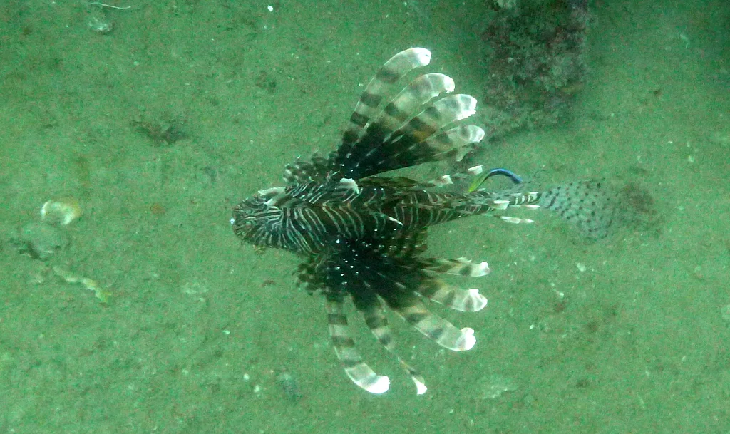 Lion fish