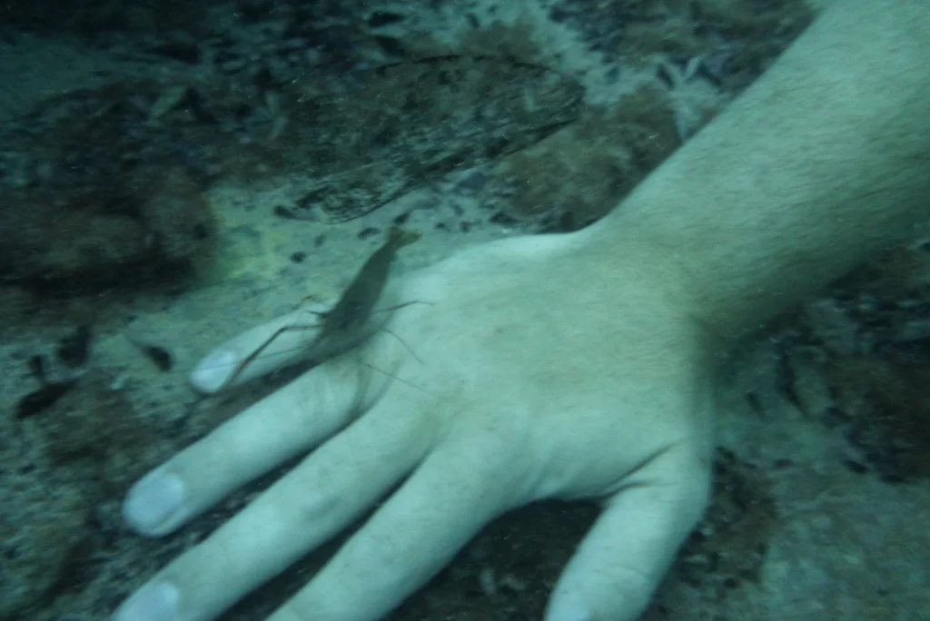 A cleaner shrimp checks out my hand in Barracudda Lake