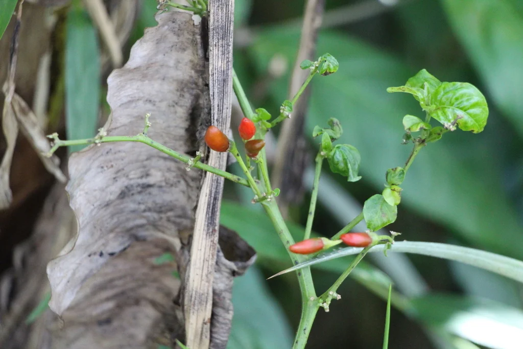 Thai chilies come in both red and green. A good rule of thumb for chilies is the smaller they are, the hotter they are. We used one chili in most of our dishes, but Andrew likes two. 
