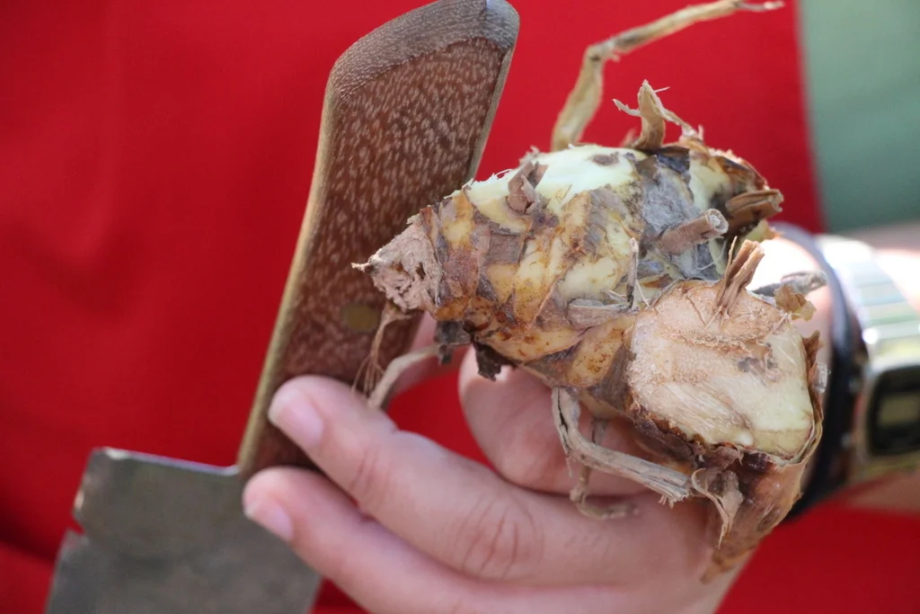 Galangal is in the same family as ginger, but used more frequently in Thai cuisine. Both galangal and ginger are fiberous rhizomes that, when left whole in a dish, are not eaten. 
