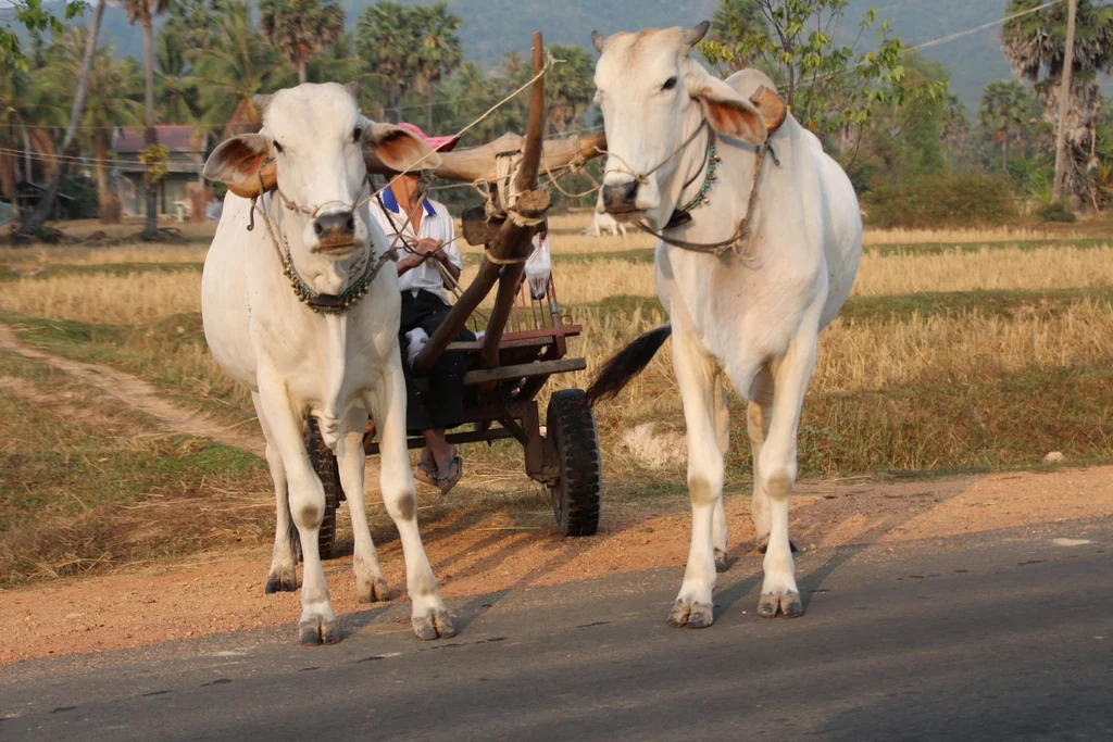 Water buffalo are a common work animal in Southeast Asia. 