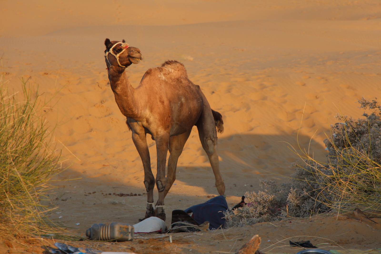 Whenever we stopped for a meal or to rest, the camels were unloaded and allowed to wander as they liked. To ensure that they didn't wander off too far, our guides tied their front legs together, like you can see here.