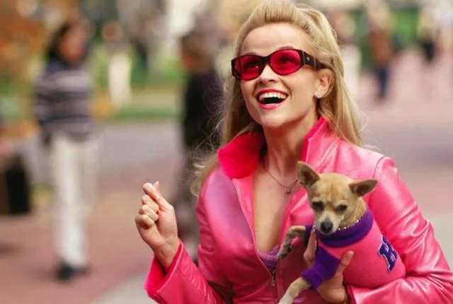OMG Harvard!!!!! Source: http://barkpost.com/legally-blondes-bruiser-woods-dies-at-18/