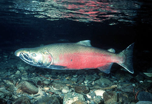 Pretty little sockeye salmon on a stroll