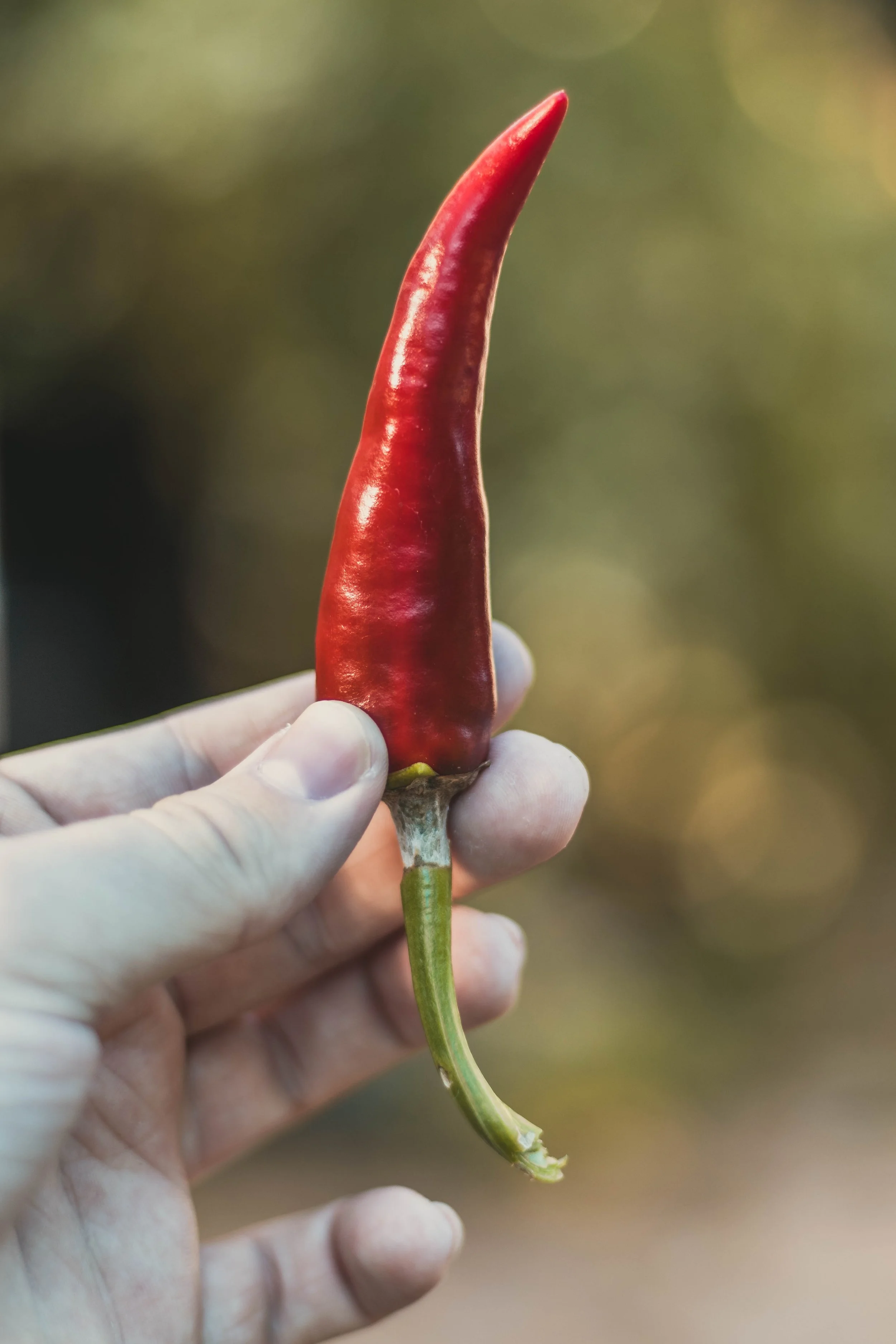 cayenne pepper single fresh.jpg