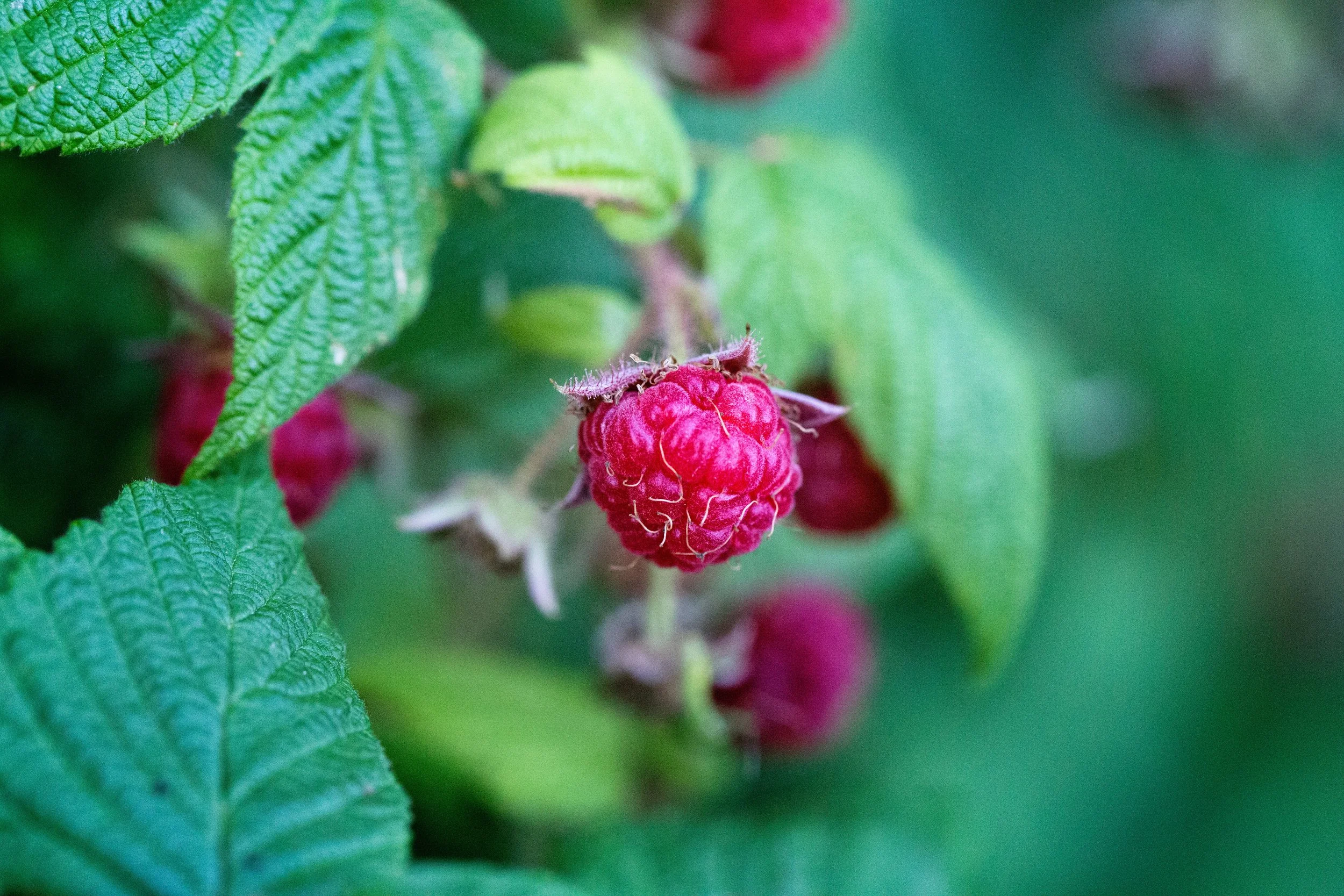 raspberry fresh on the vine local.jpg