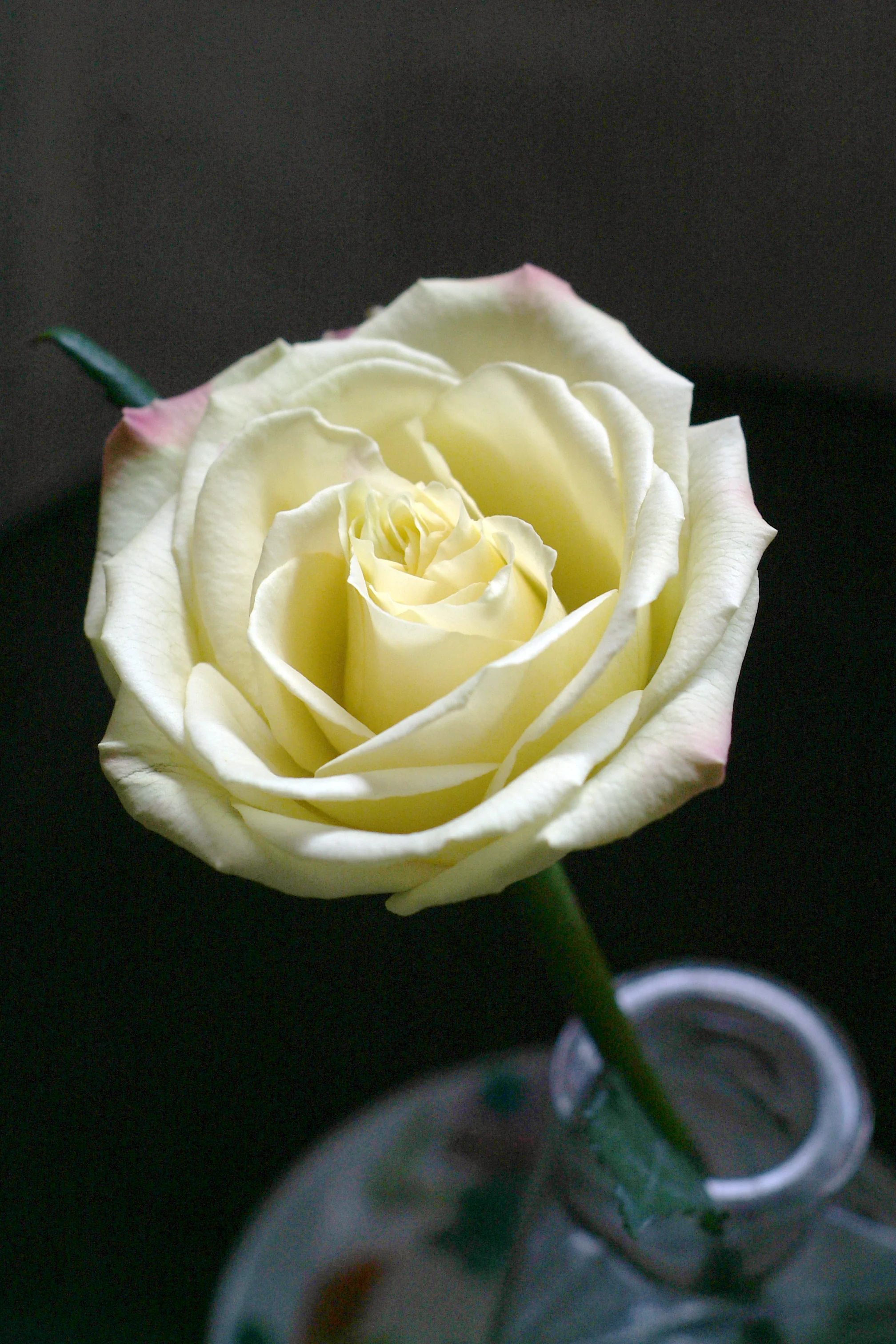 darker roseDSCF0079.jpg