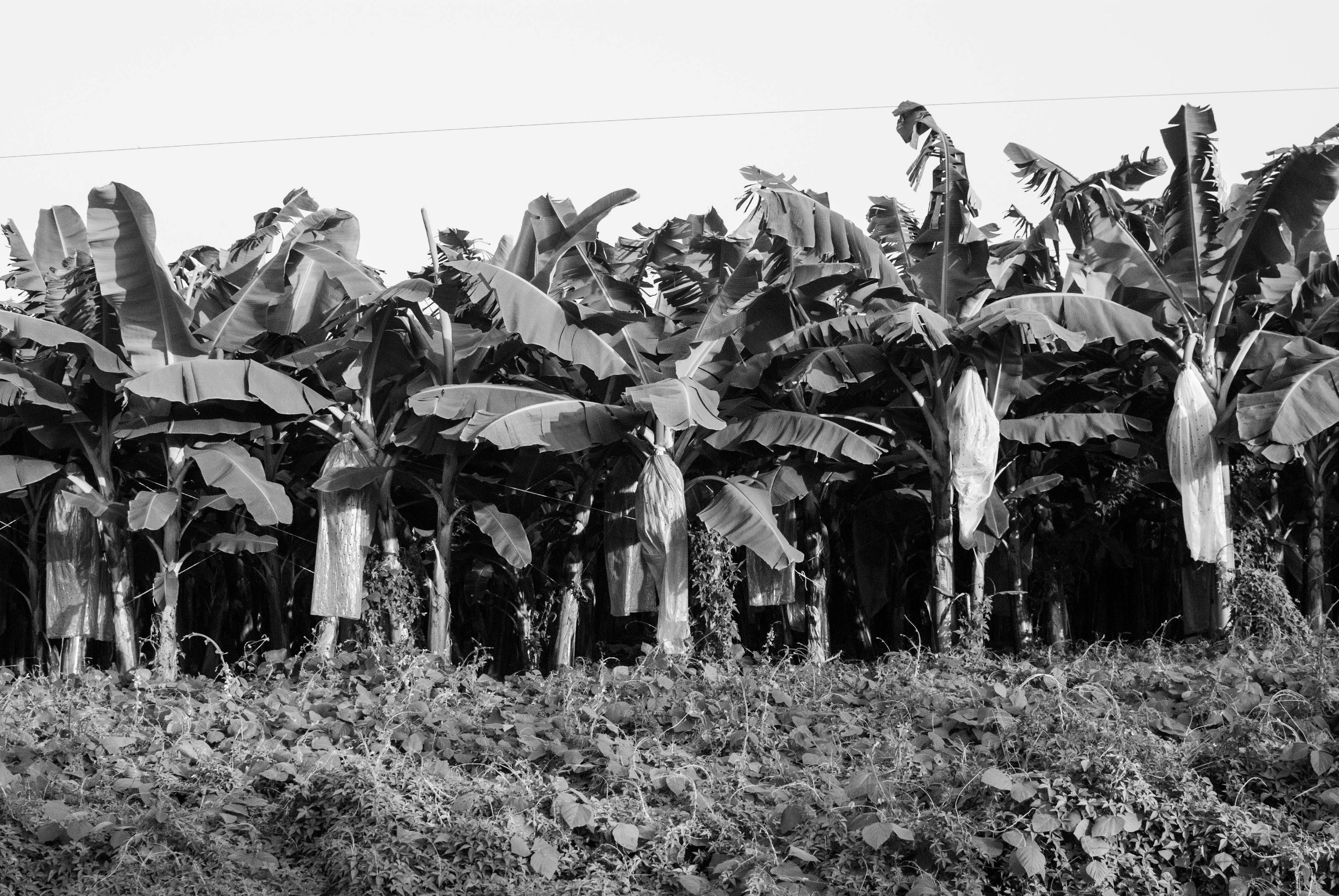 Su hábitat son principalmente las regiones tropicales y subtropicales. Se cosechan durante todo el año. Its habitat is mainly tropical and subtropical regions. As a non-seasonal crop, bananas are available fresh year-round.