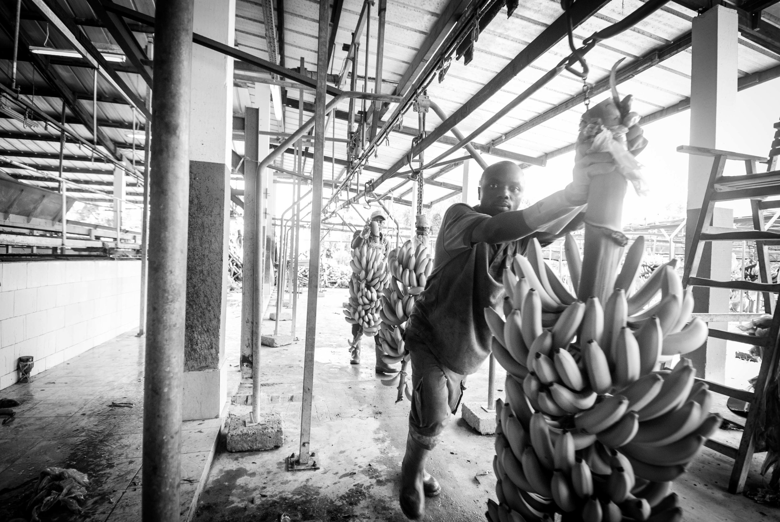 23-banana-DSC_0028.jpg